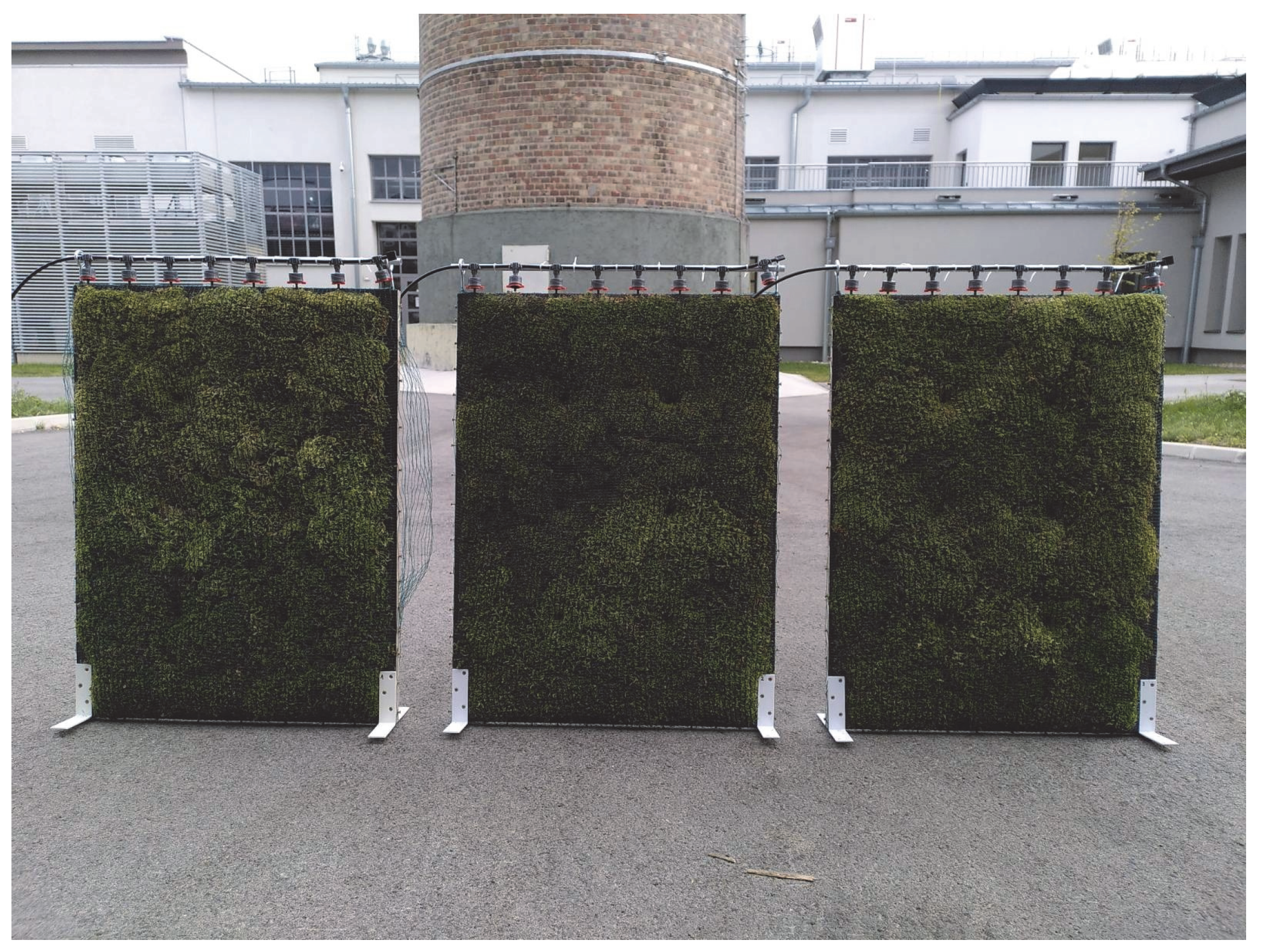 Live Clean and High Quality Planted Sheet Moss & Cushion Moss for