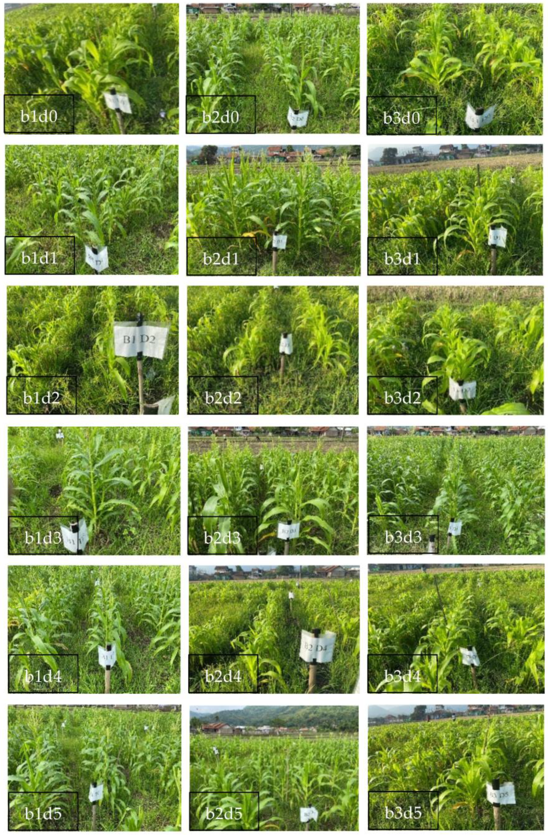 Sustainability 15 16238 g001