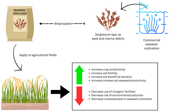 organic seaweed fertilizer