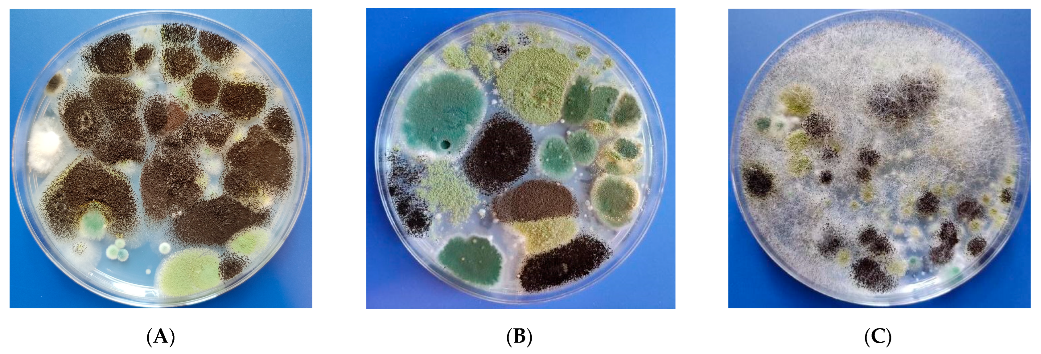 Sustainability 15 16437 g001