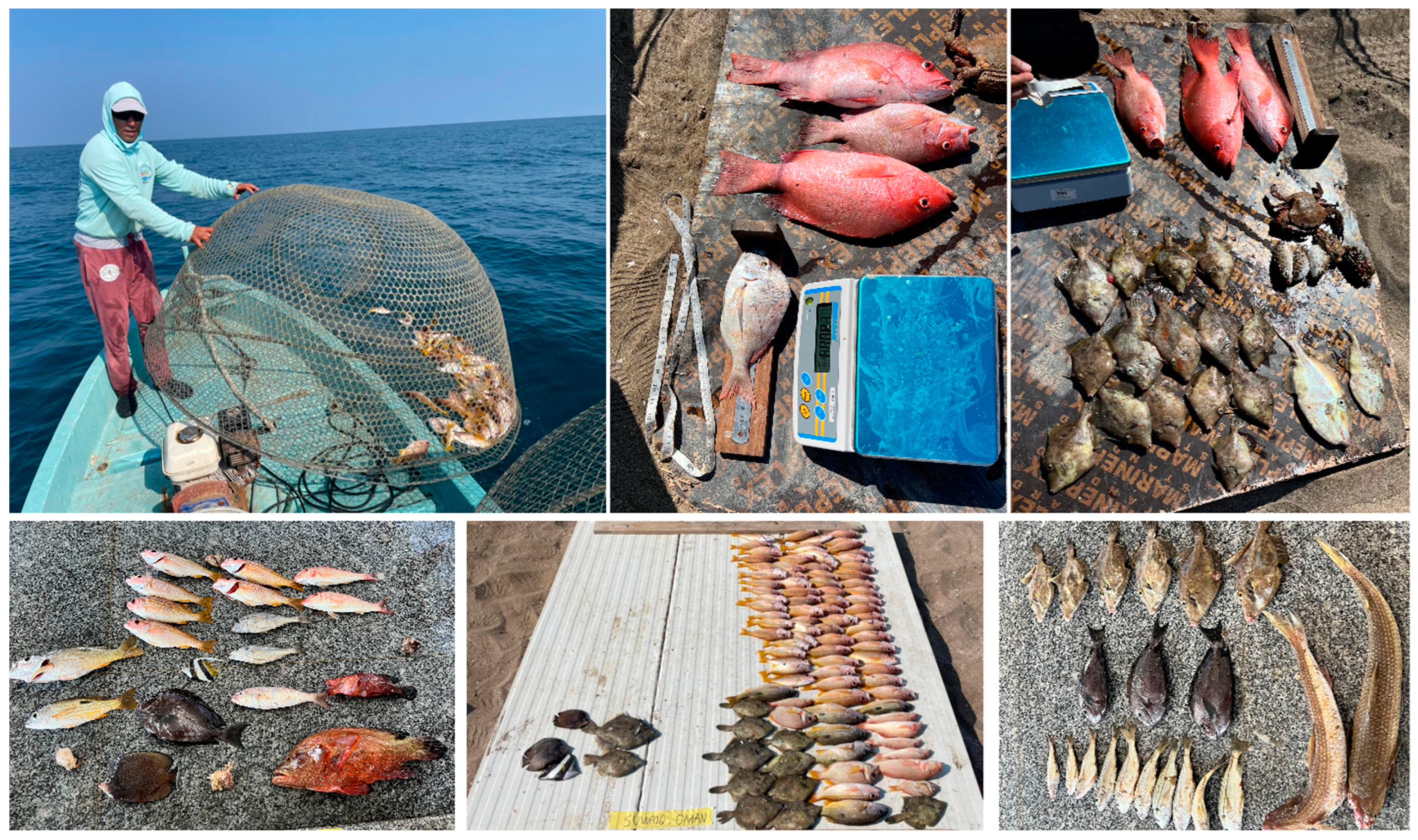 Sustainability 15 16574 g003