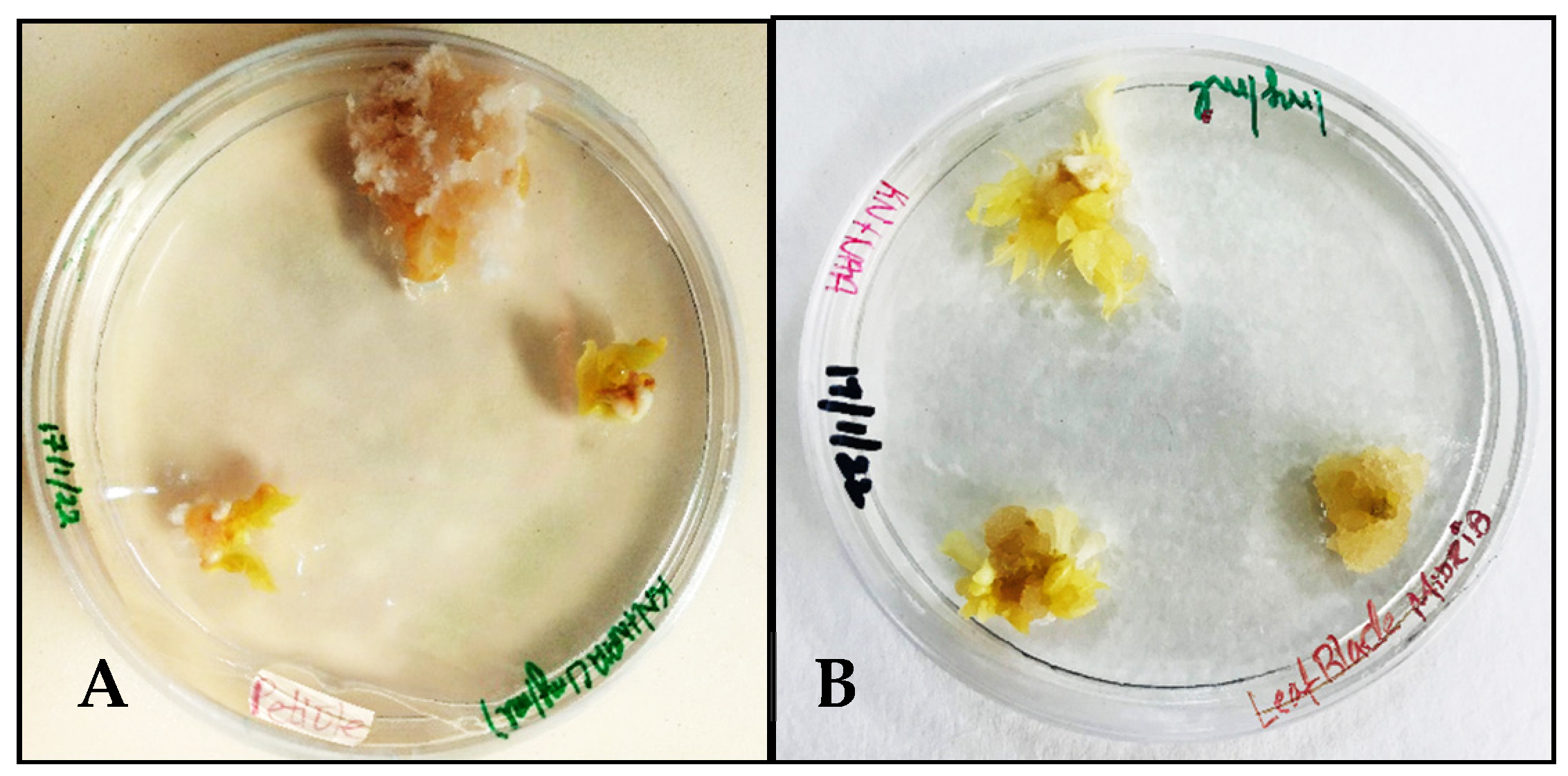 Sustainability 15 16633 g001
