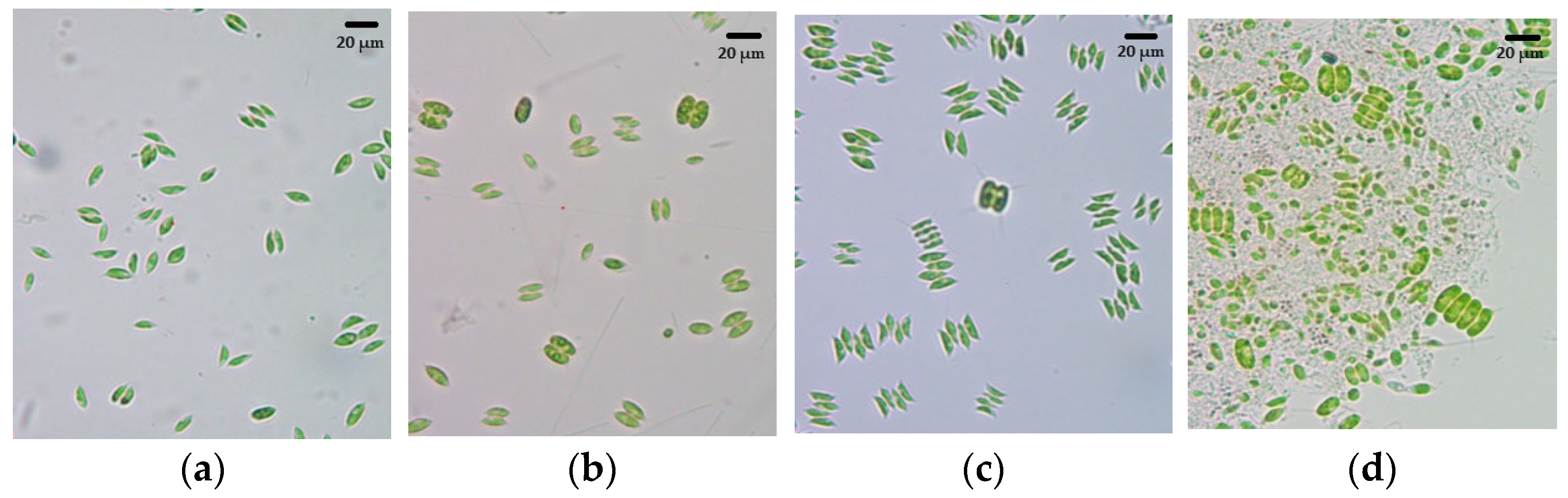 Sustainability 15 16948 g006