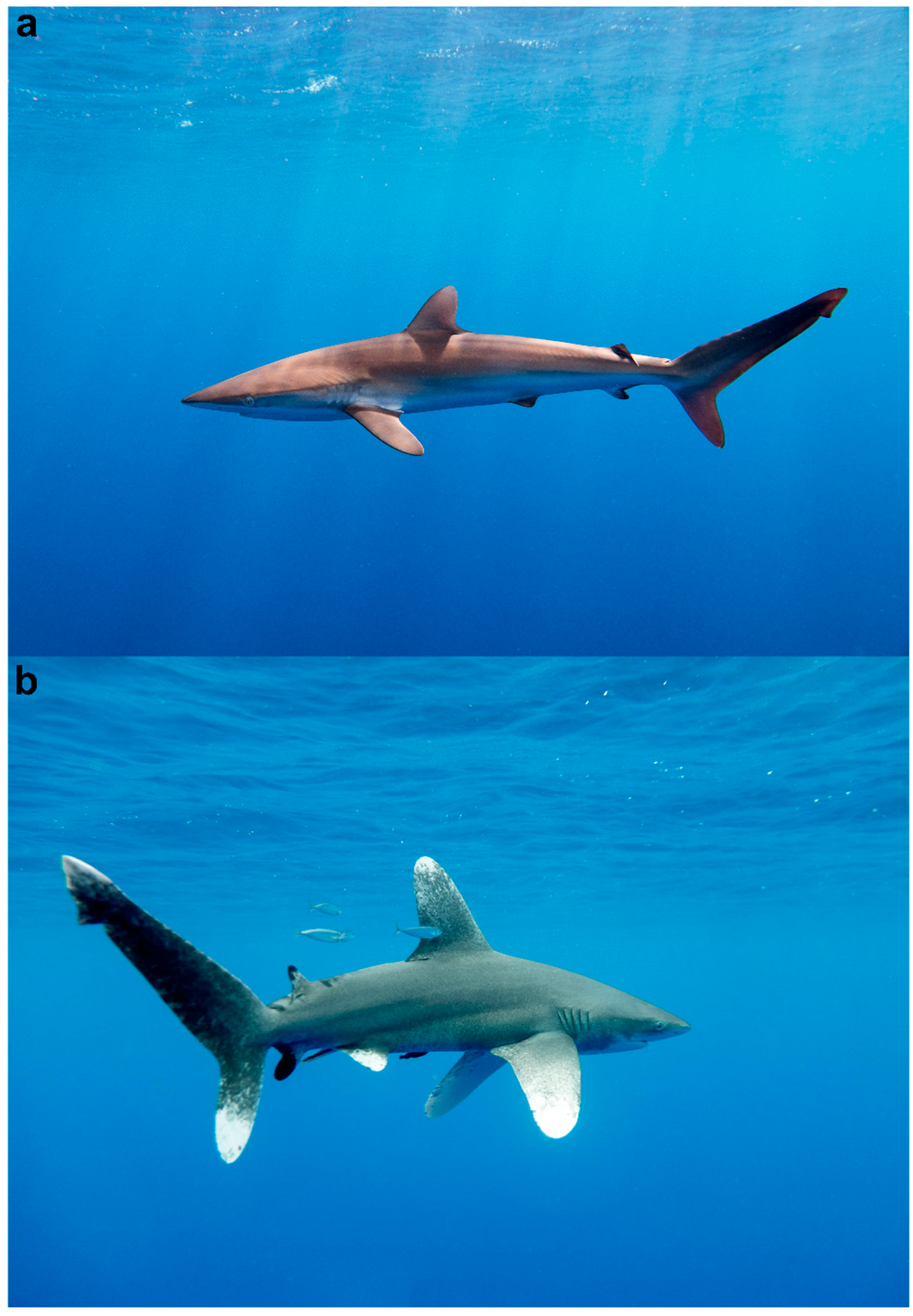 Longlining: A destructive fishing technique – Shark Research
