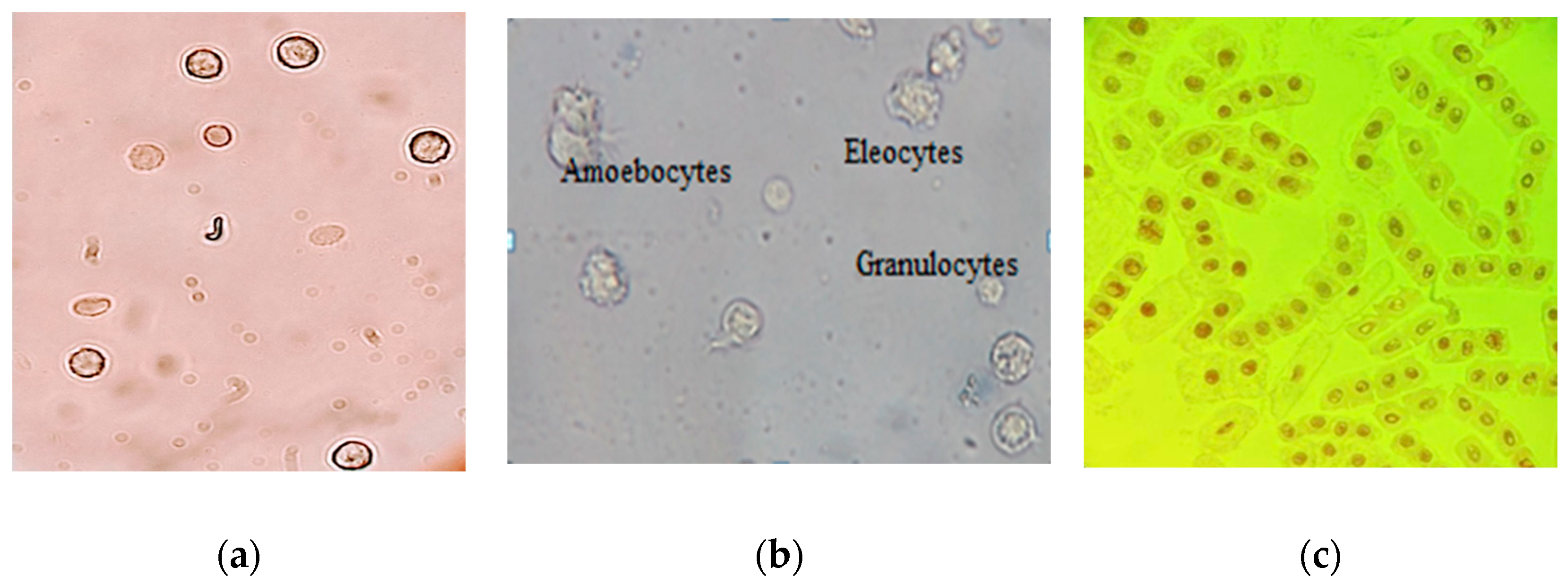 Sustainability 16 00457 g001 Sustainability 16 00457 g001