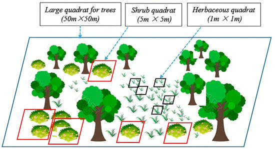 Drought Resistance of Desert Riparian Forests: Vegetation