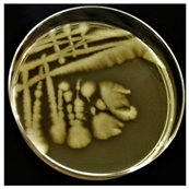 Sustainability 16 00563 i005 Sustainability 16 00563 i005