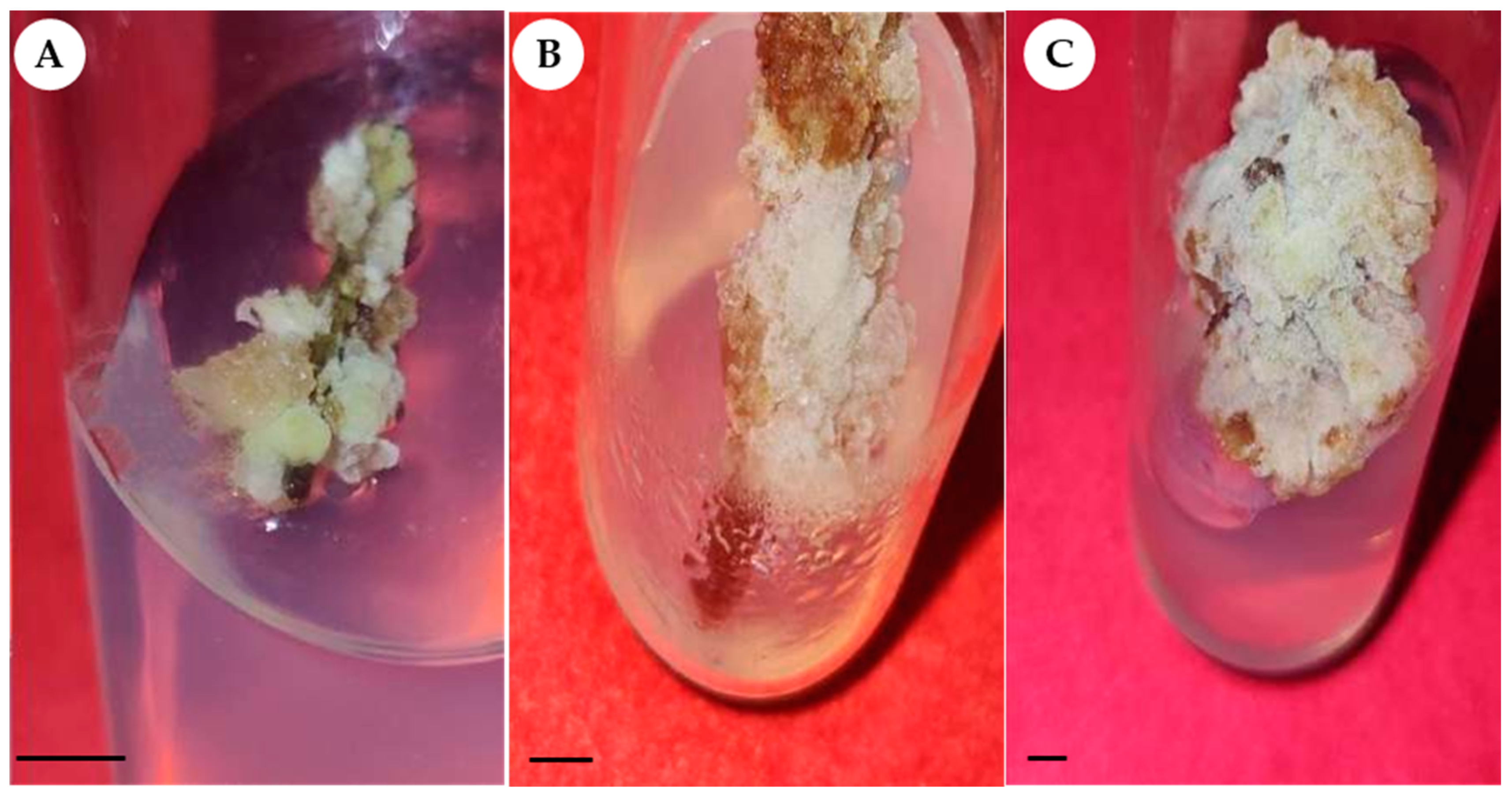 Sustainability 16 01613 g001