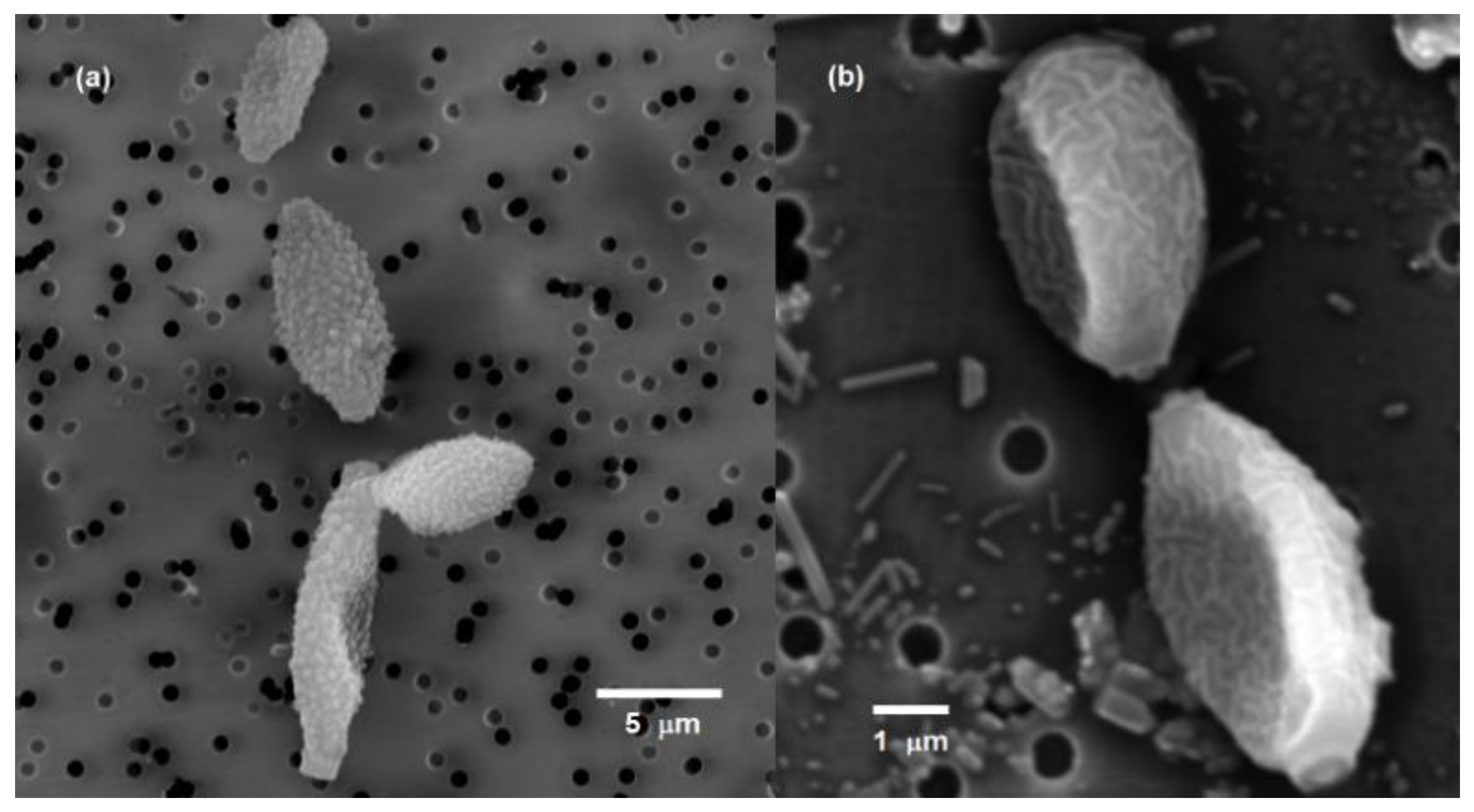 Sustainability 16 01978 g006
