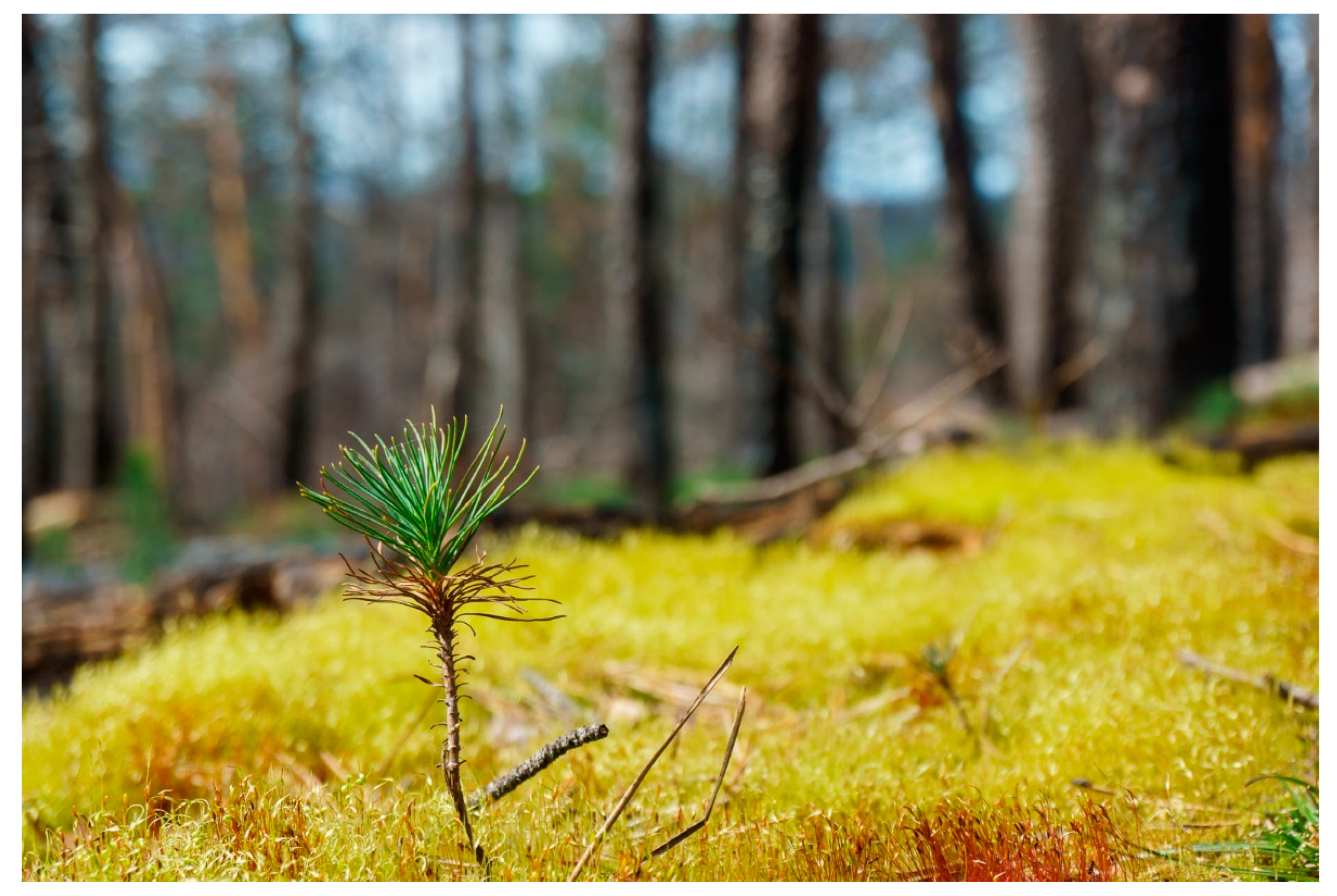 Sustainability 16 02359 g005