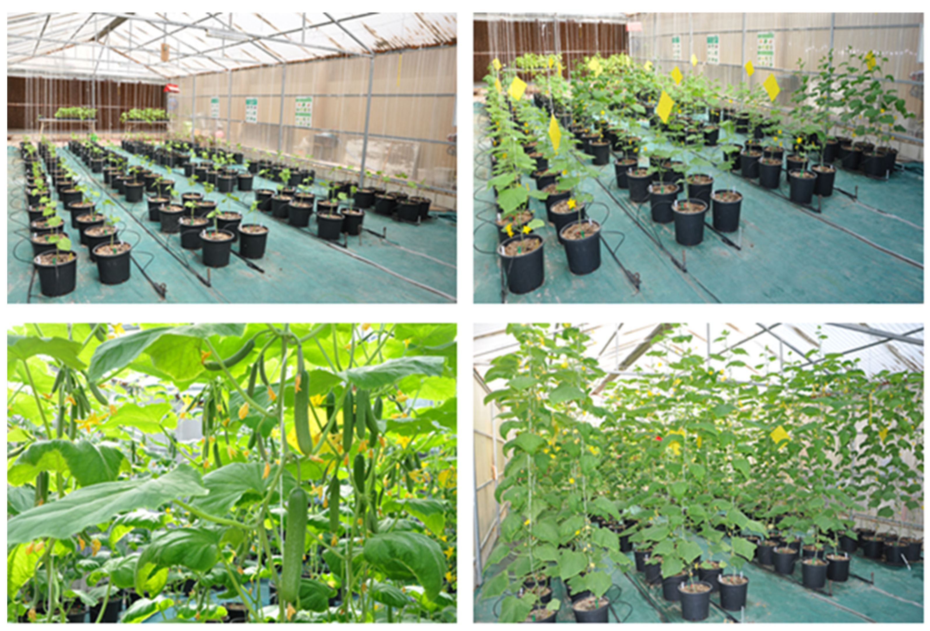 Sustainability 16 02428 g003