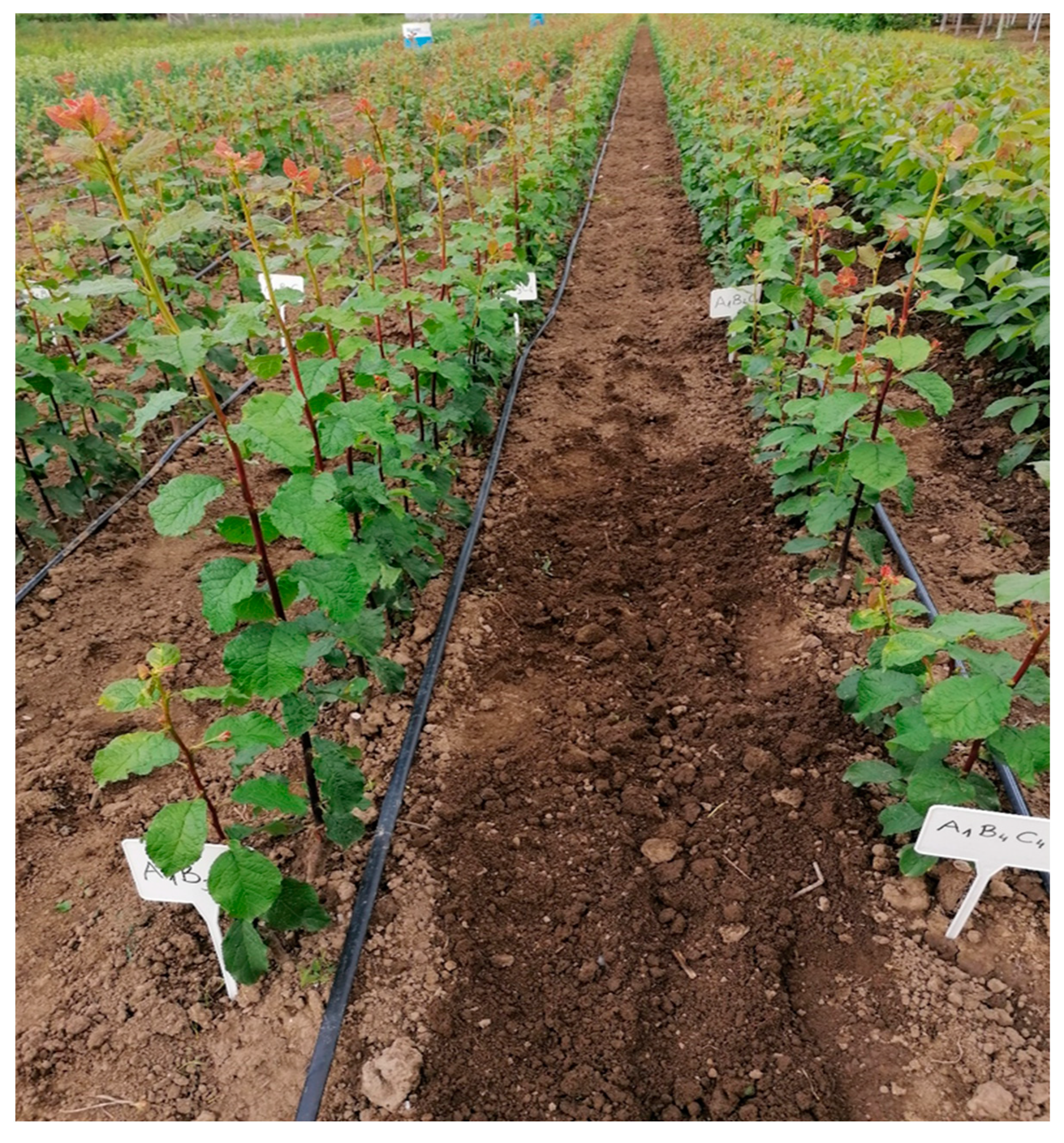 Sustainability 16 02496 g003