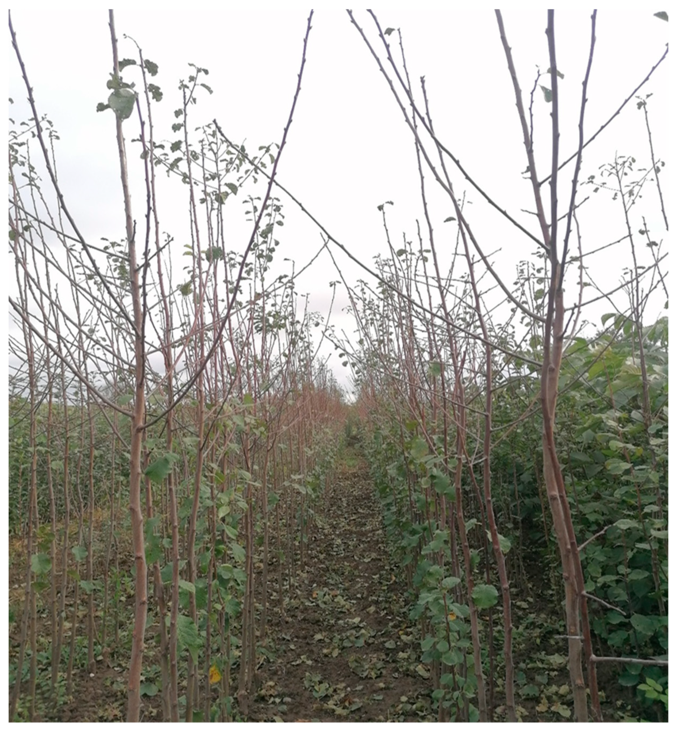 Sustainability 16 02496 g004