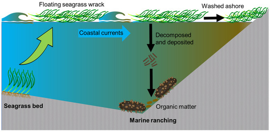 Coastal Ecological Connectivity between Seagrass Bed and Marine ... Biology Diagrams