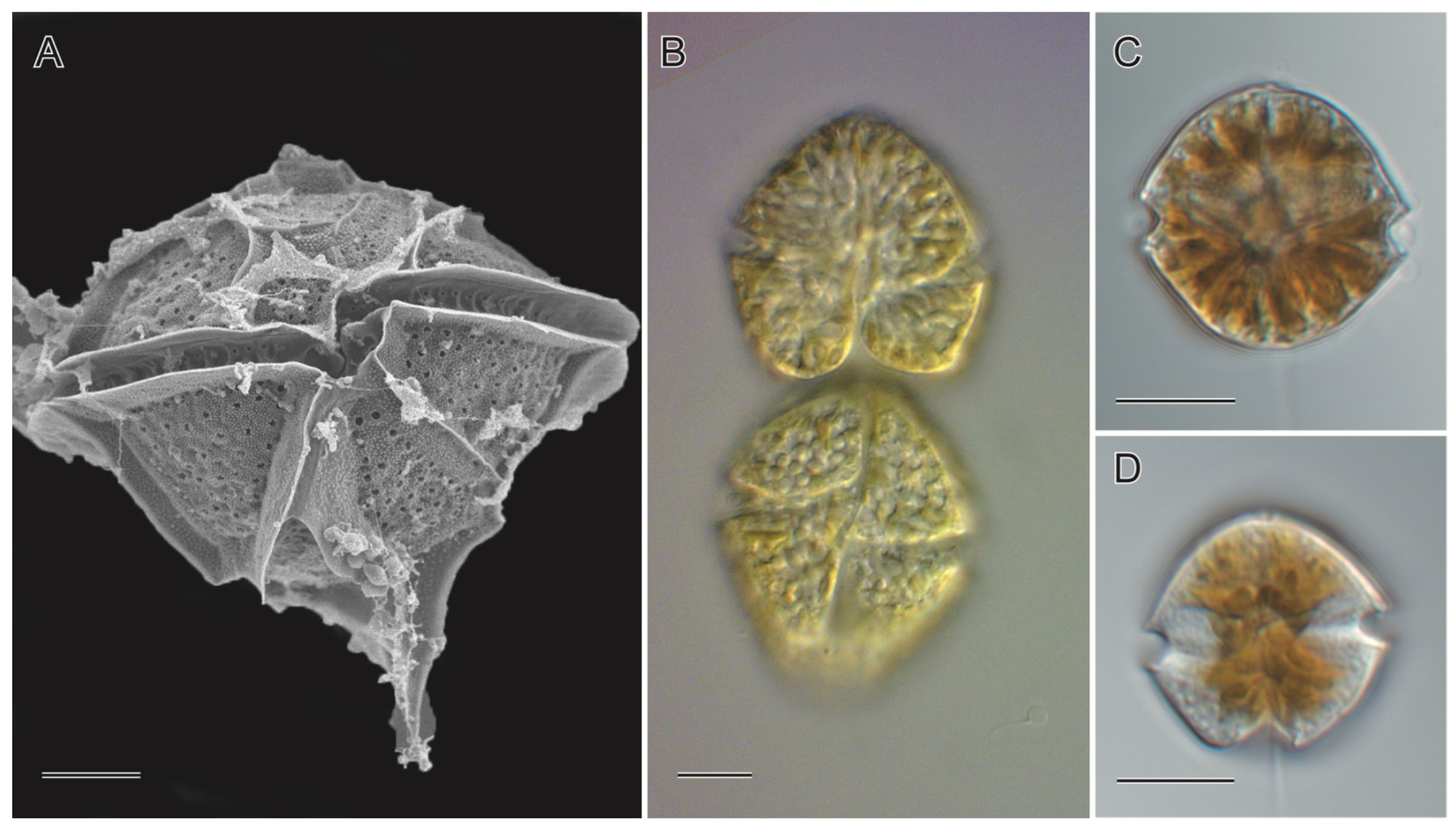 Sustainability 16 03304 g001