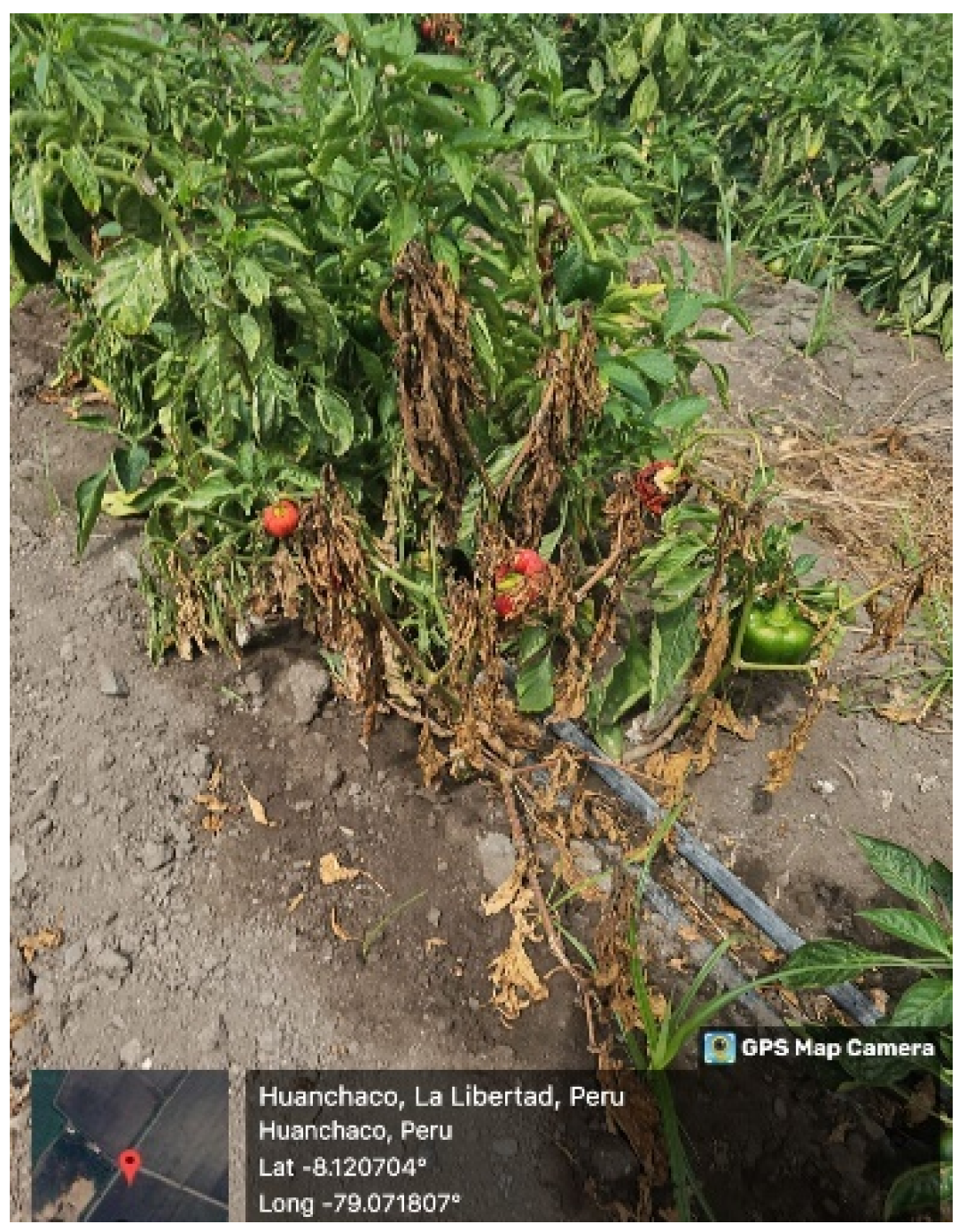 Sustainability 16 03448 g002