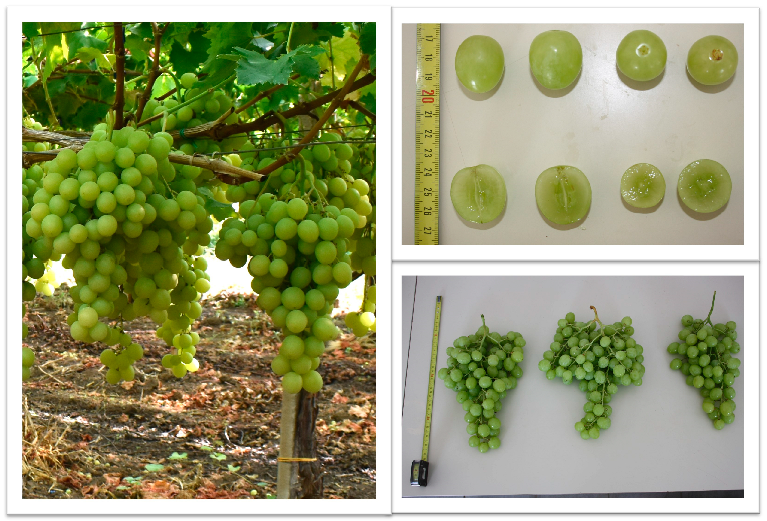 Sustainability 16 03543 g001 Sustainability 16 03543 g001