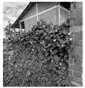 Sustainability 16 03849 i010