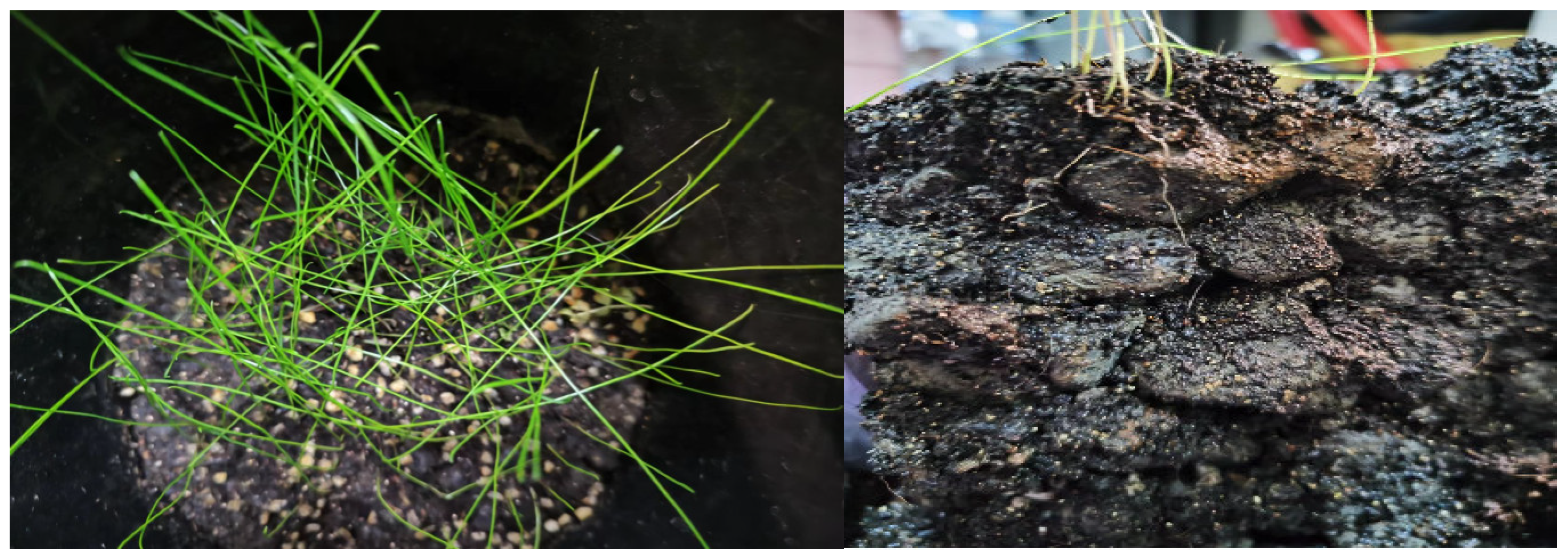 Sustainability 16 04575 g007