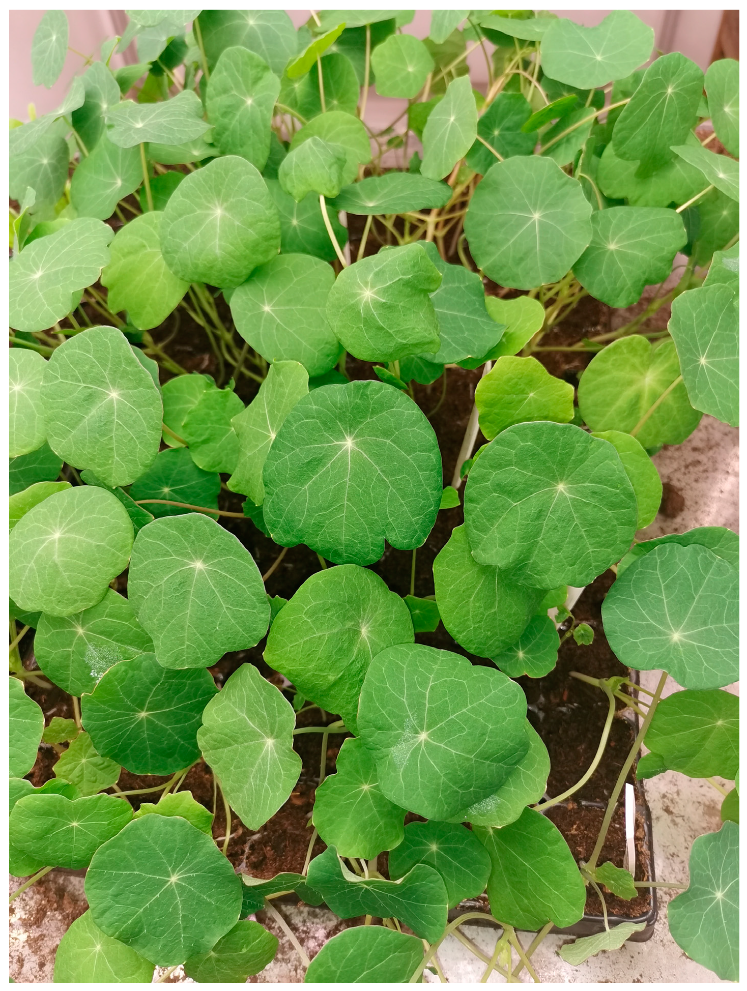 Sustainability 16 04672 g003