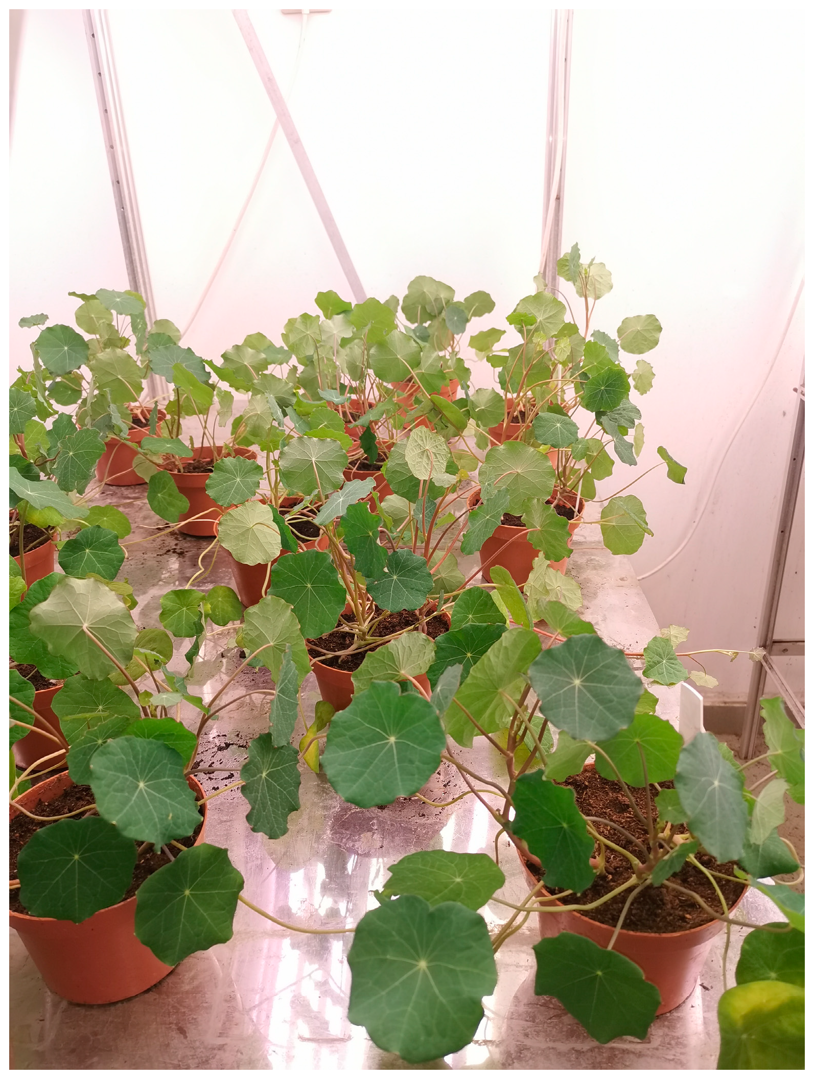 Sustainability 16 04672 g005