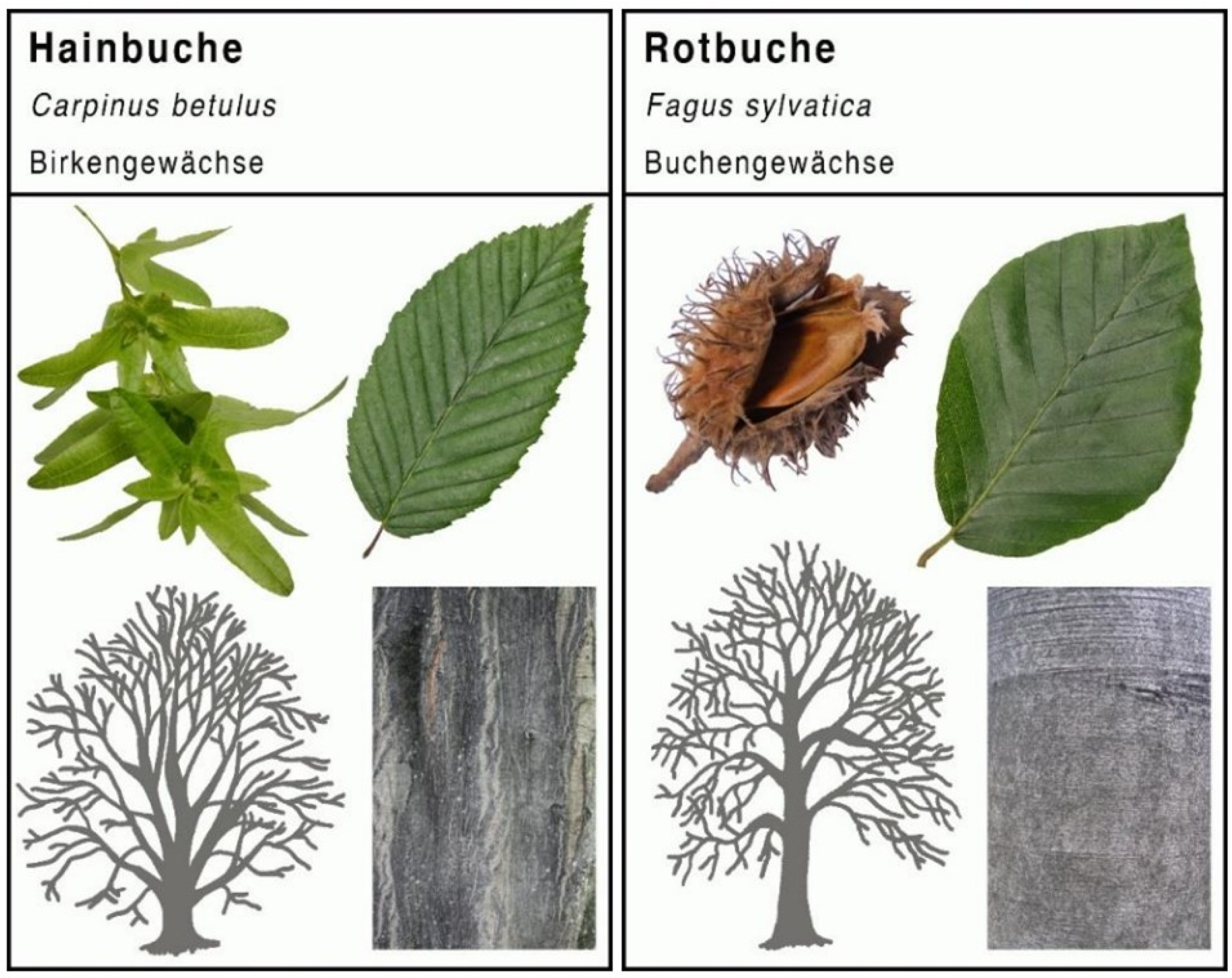 Sustainability 16 04702 g004