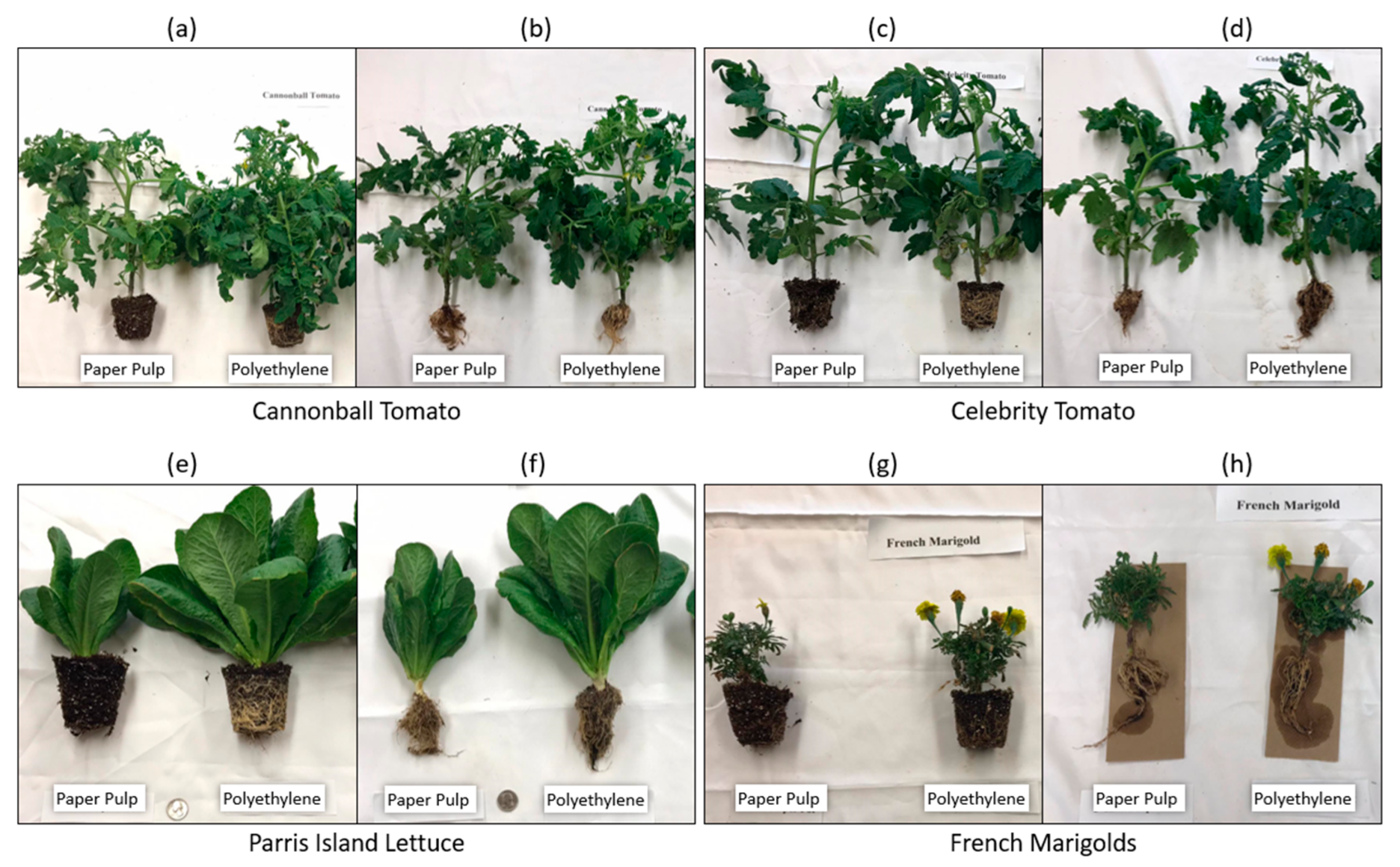 Sustainability 16 04800 g004