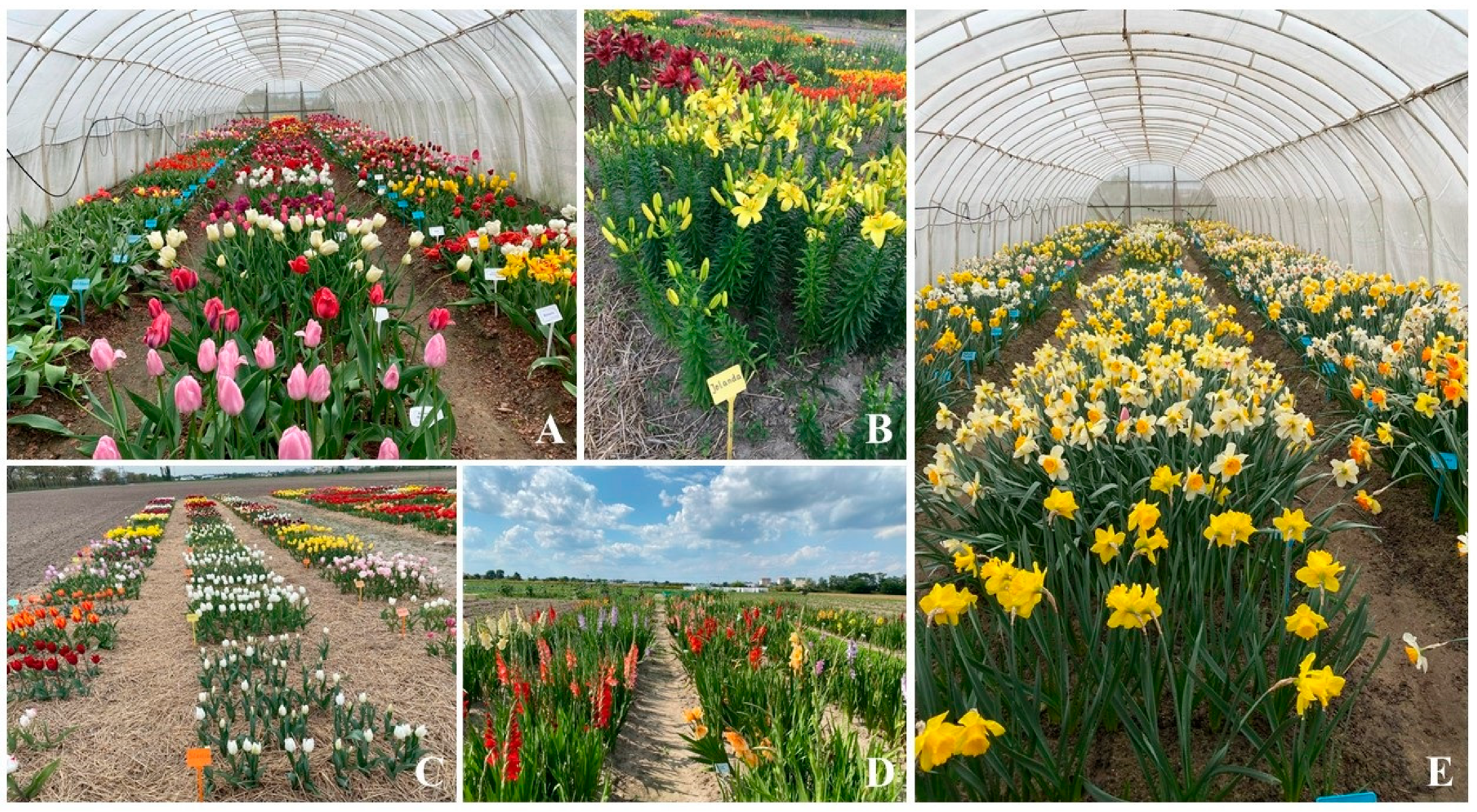 Sustainability 16 05375 g003