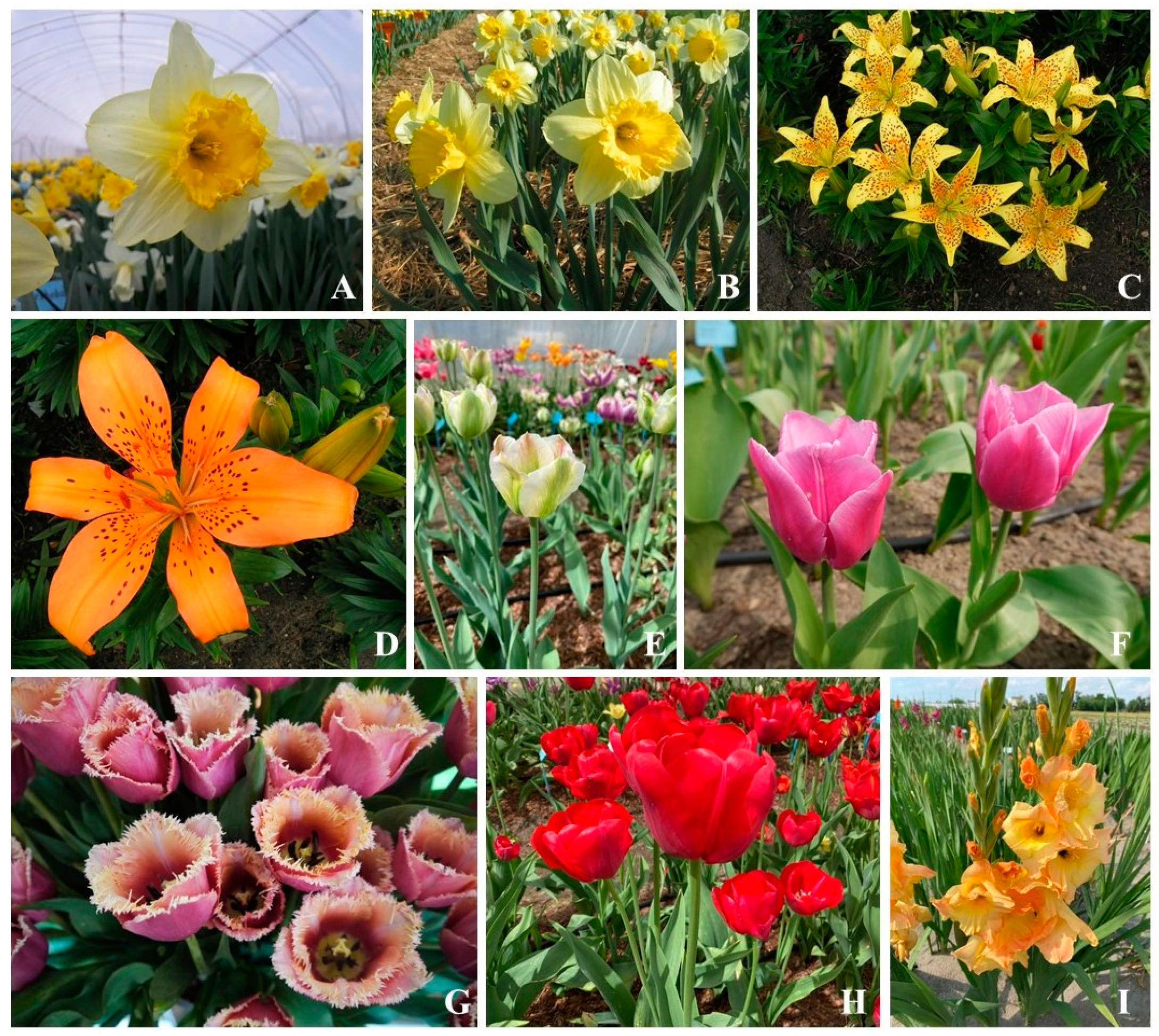 Sustainability 16 05375 g004