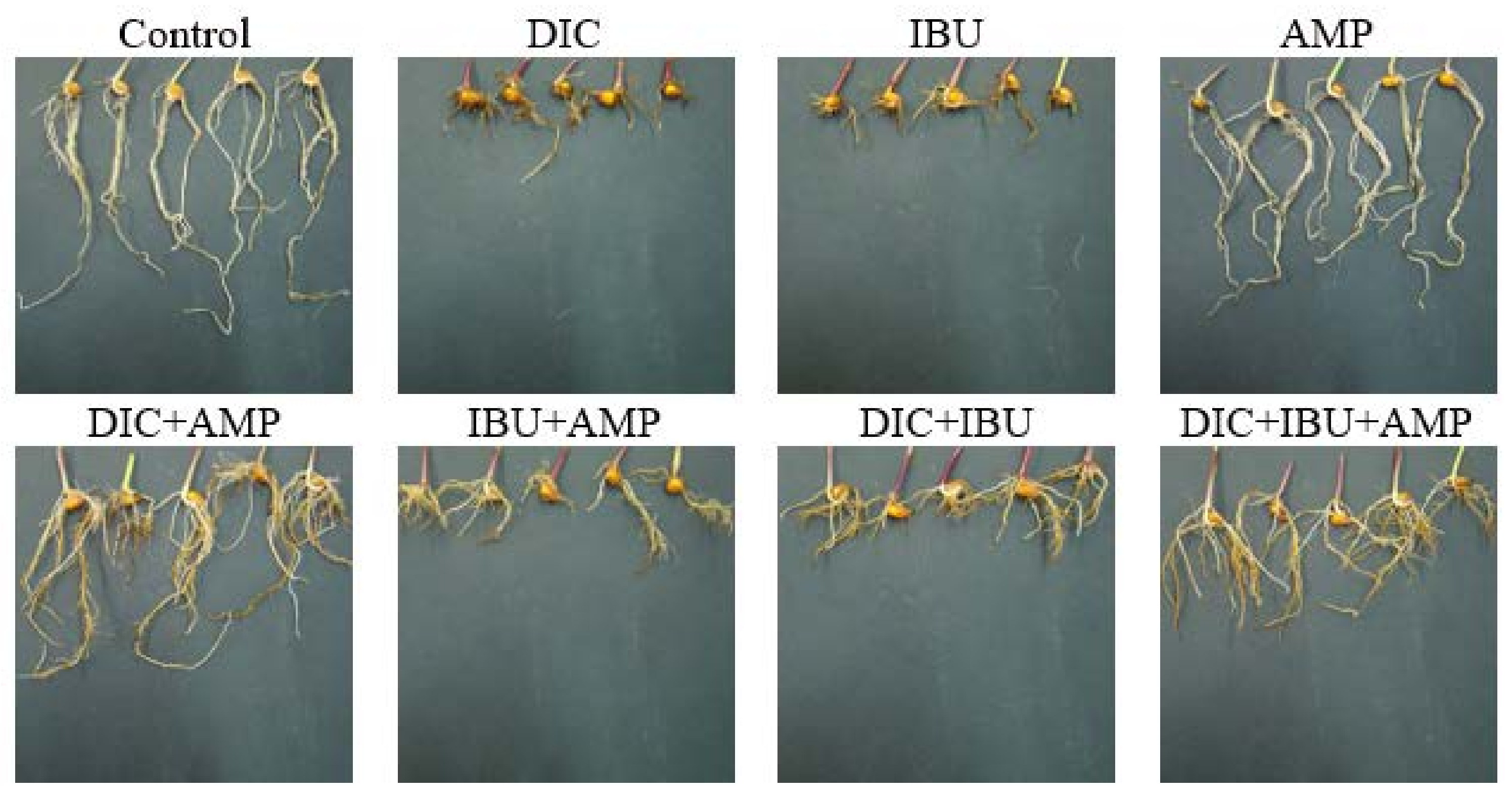 Sustainability 16 05698 g001