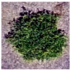 Sustainability 16 05748 i001