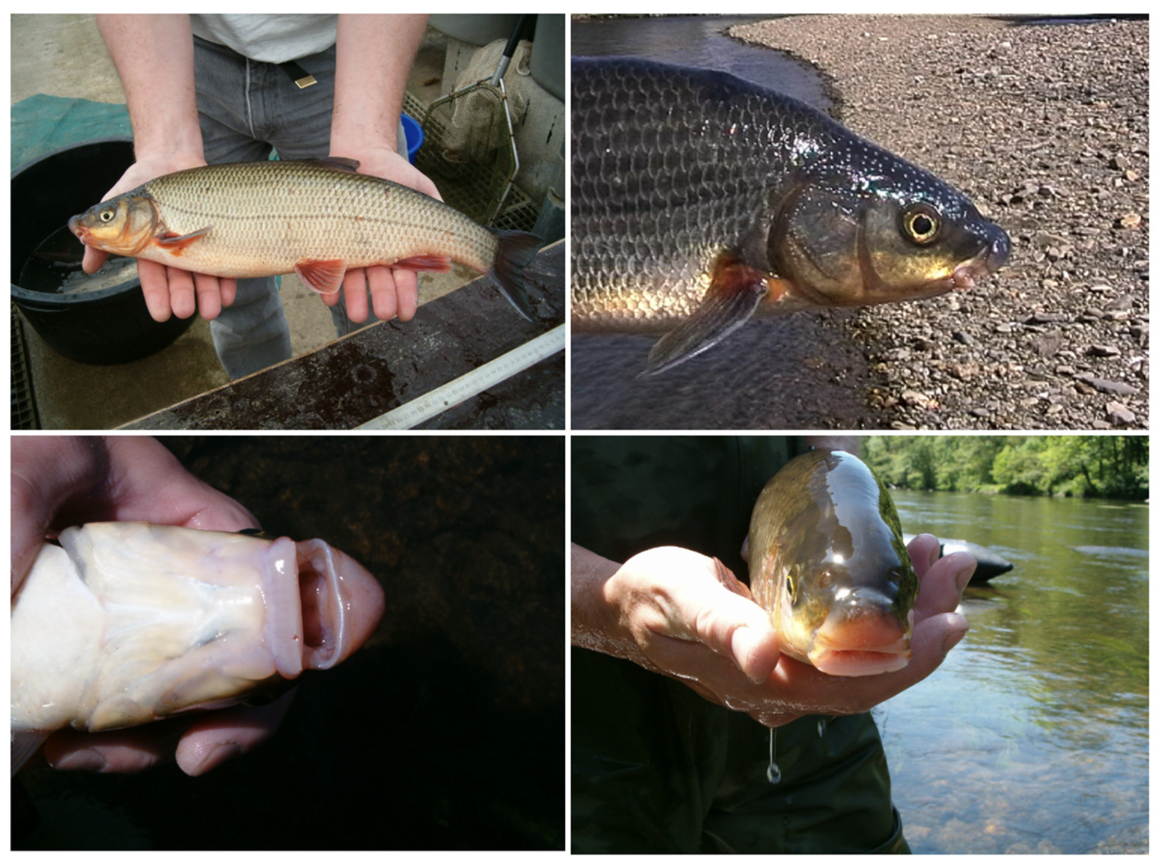 Sustainability 16 06007 g002