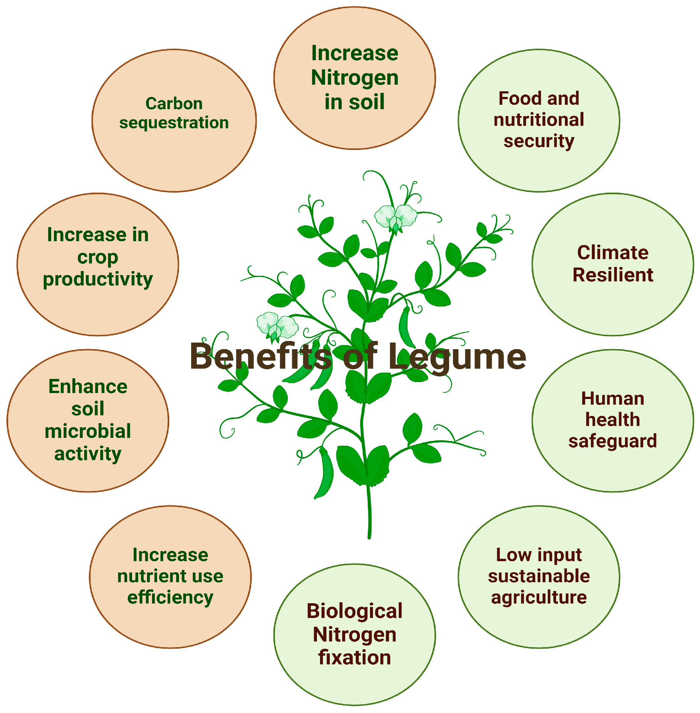 Climate Change Impacts on Legume Physiology and Ecosystem Dynamics 