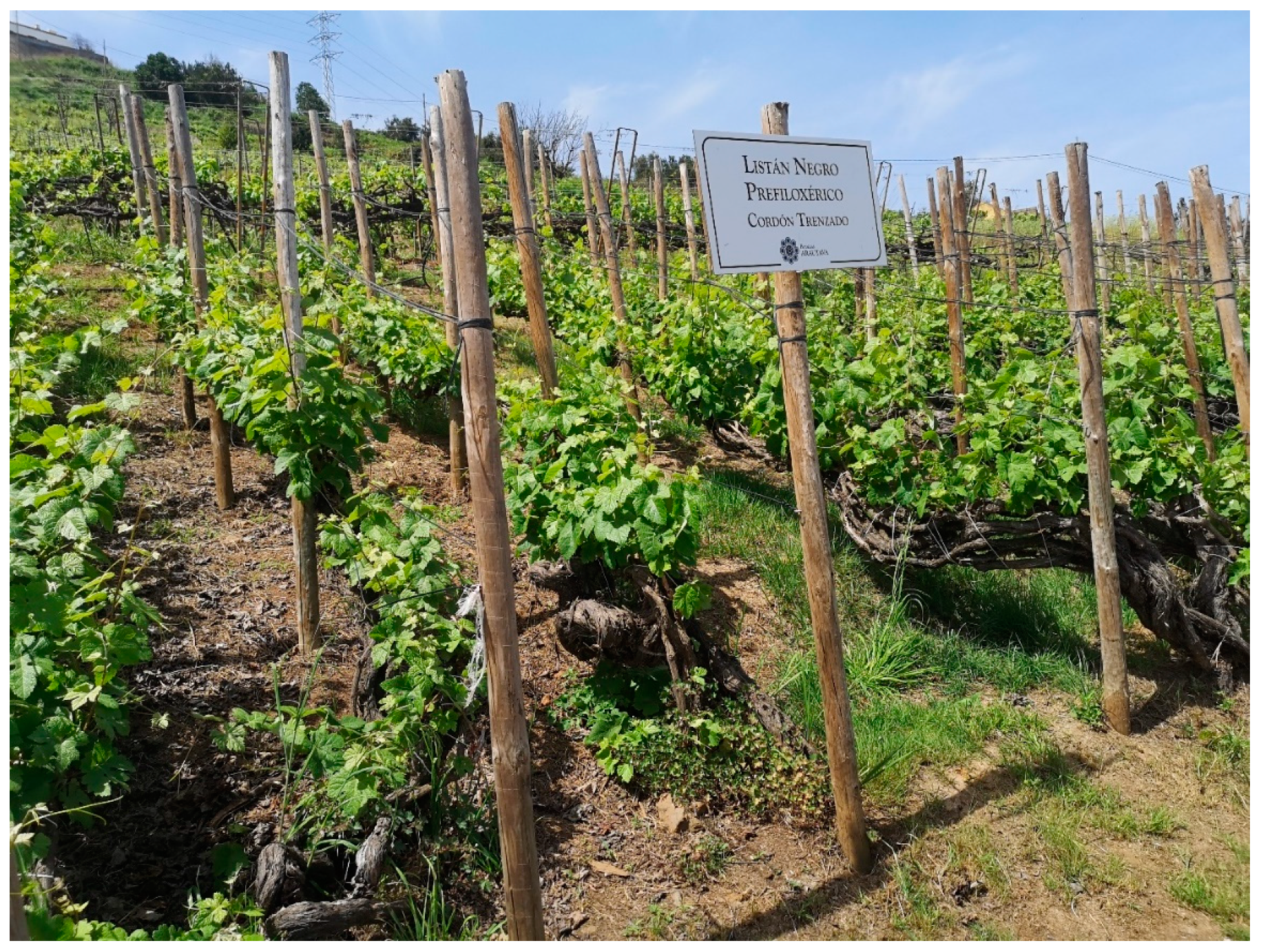 Sustainability 16 06314 g002