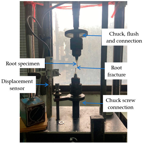 A Biomechanical Study of Potential Plants for Erosion