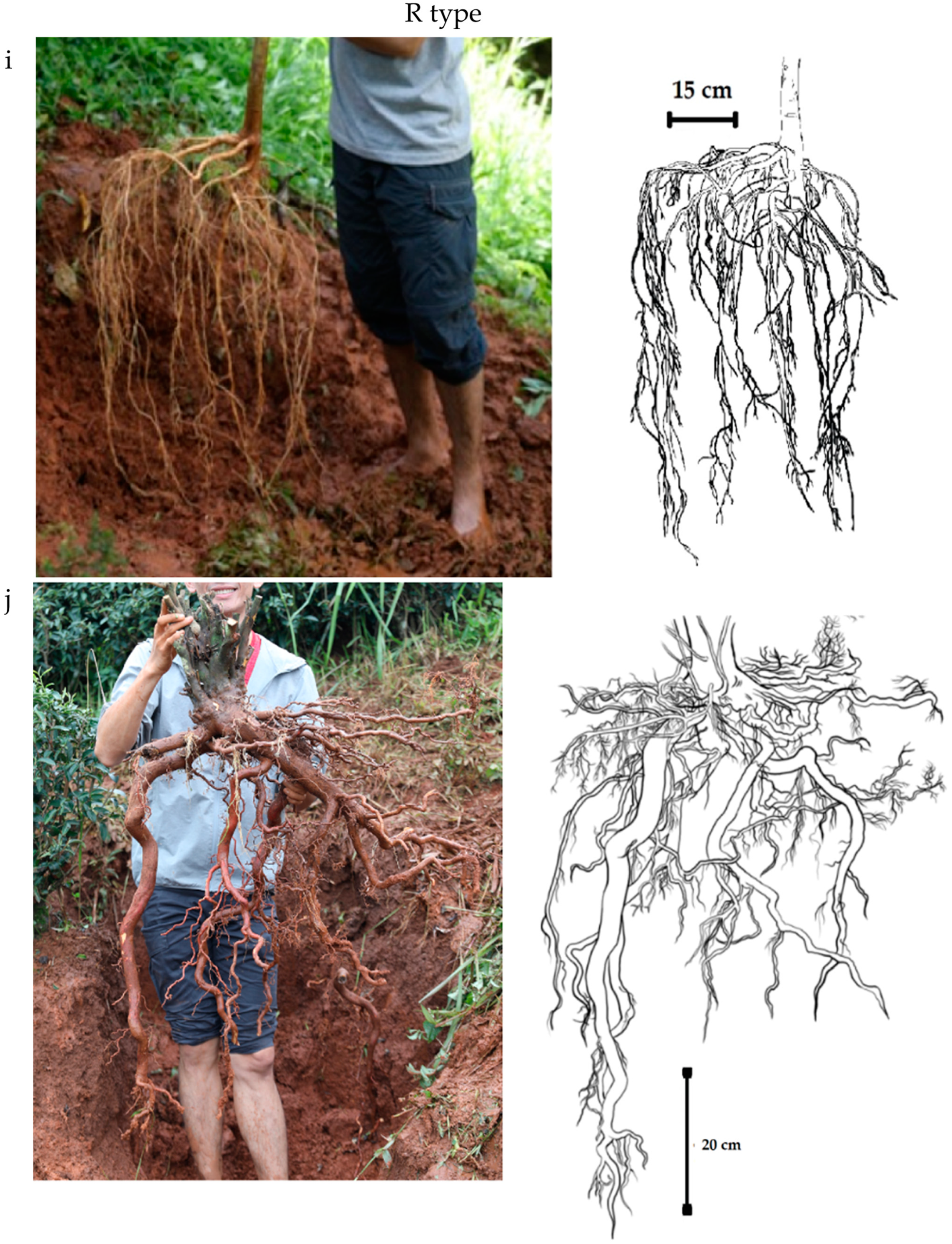 A Biomechanical Study of Potential Plants for Erosion