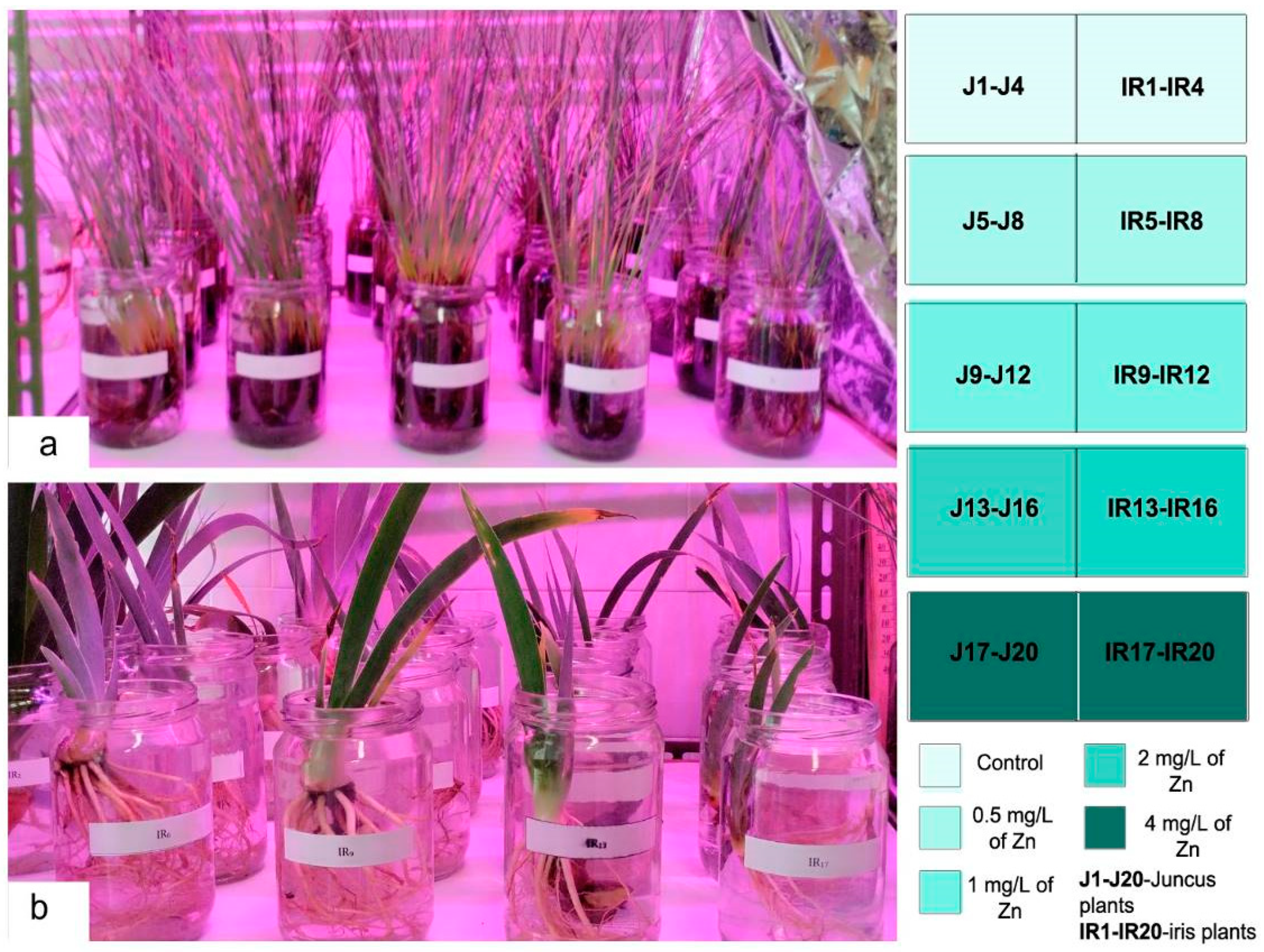Sustainability 16 06467 g001