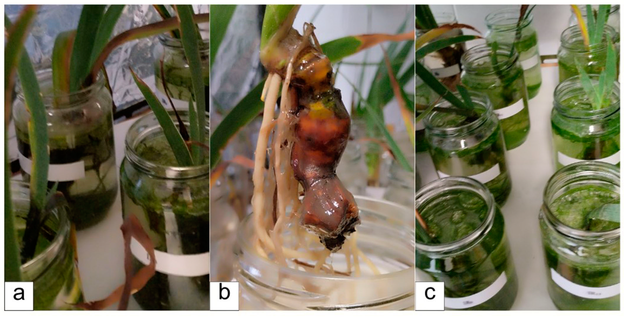 Sustainability 16 06467 g008