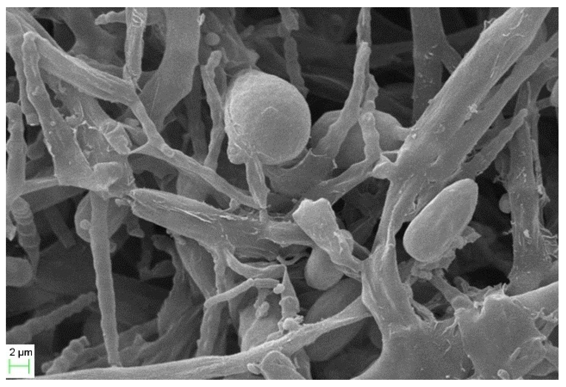 Sustainability 16 06468 g002