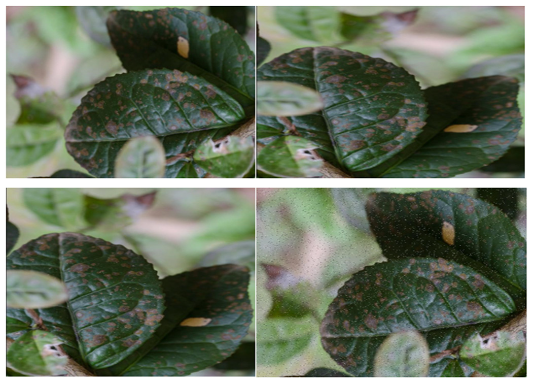 Sustainability 16 06859 g002