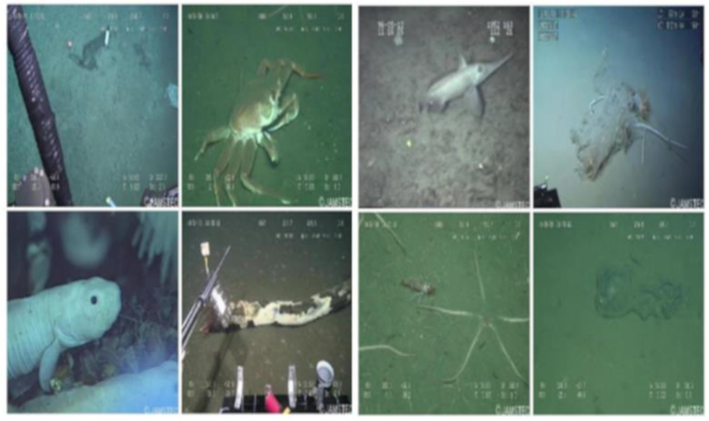 Enhancing Underwater Object Detection and Classification Using Advanced ...