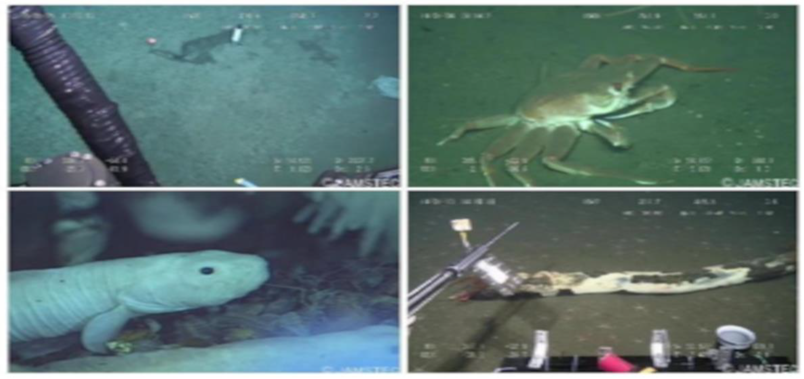 Enhancing Underwater Object Detection and Classification Using Advanced ...