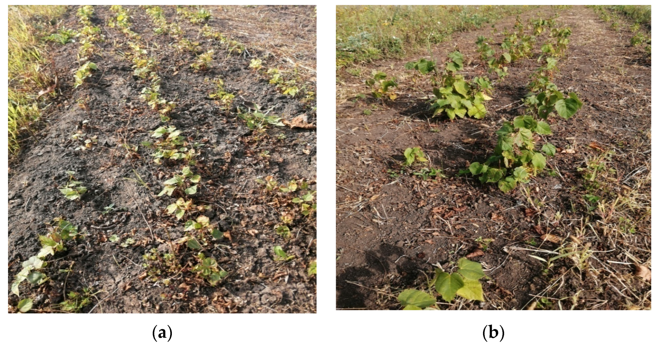 Sustainability 16 07837 g002