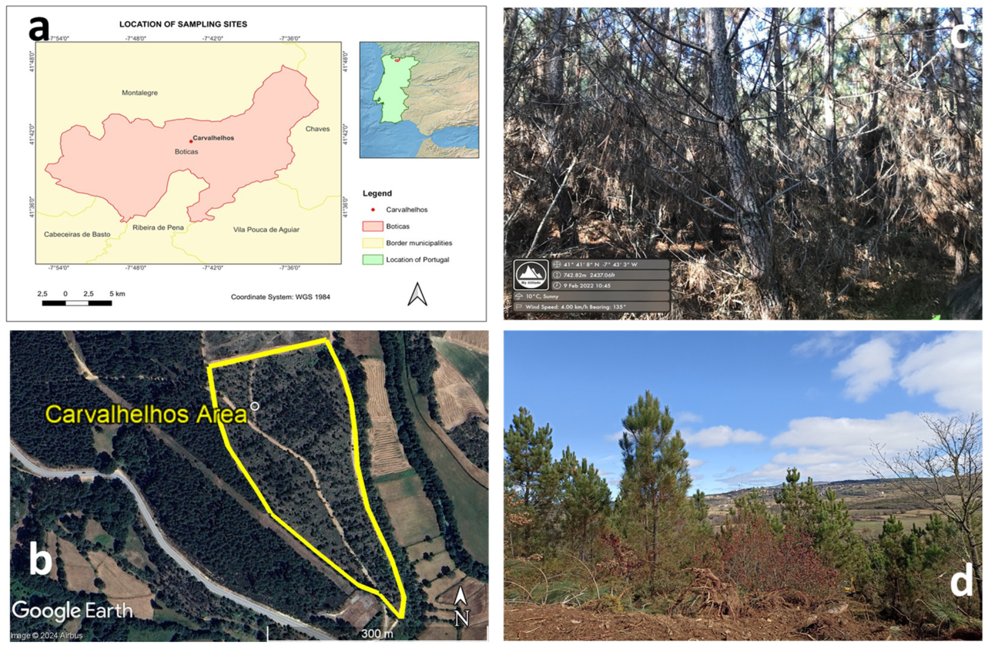 Sustainability 16 08006 g001