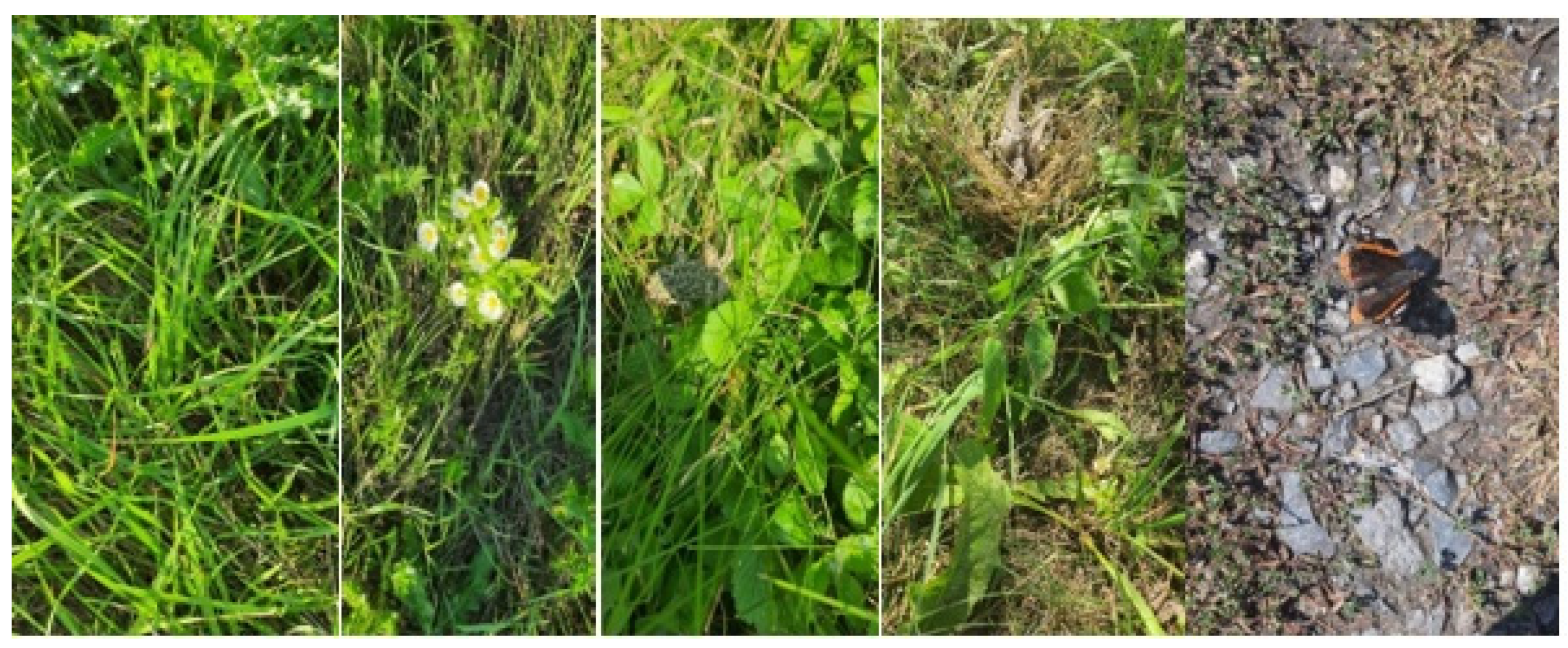 Sustainability 16 08126 g008