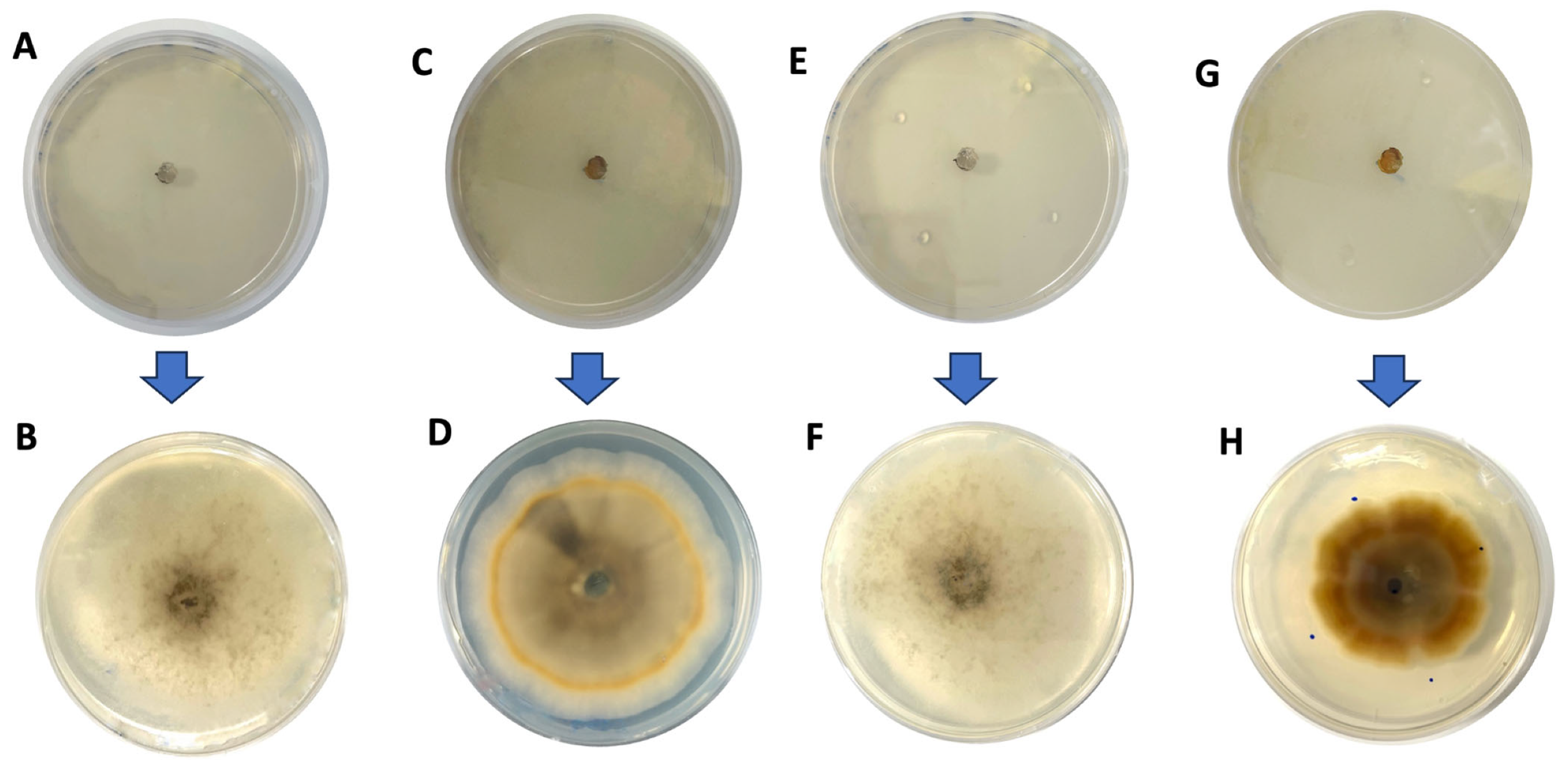 Sustainability 16 08596 g003