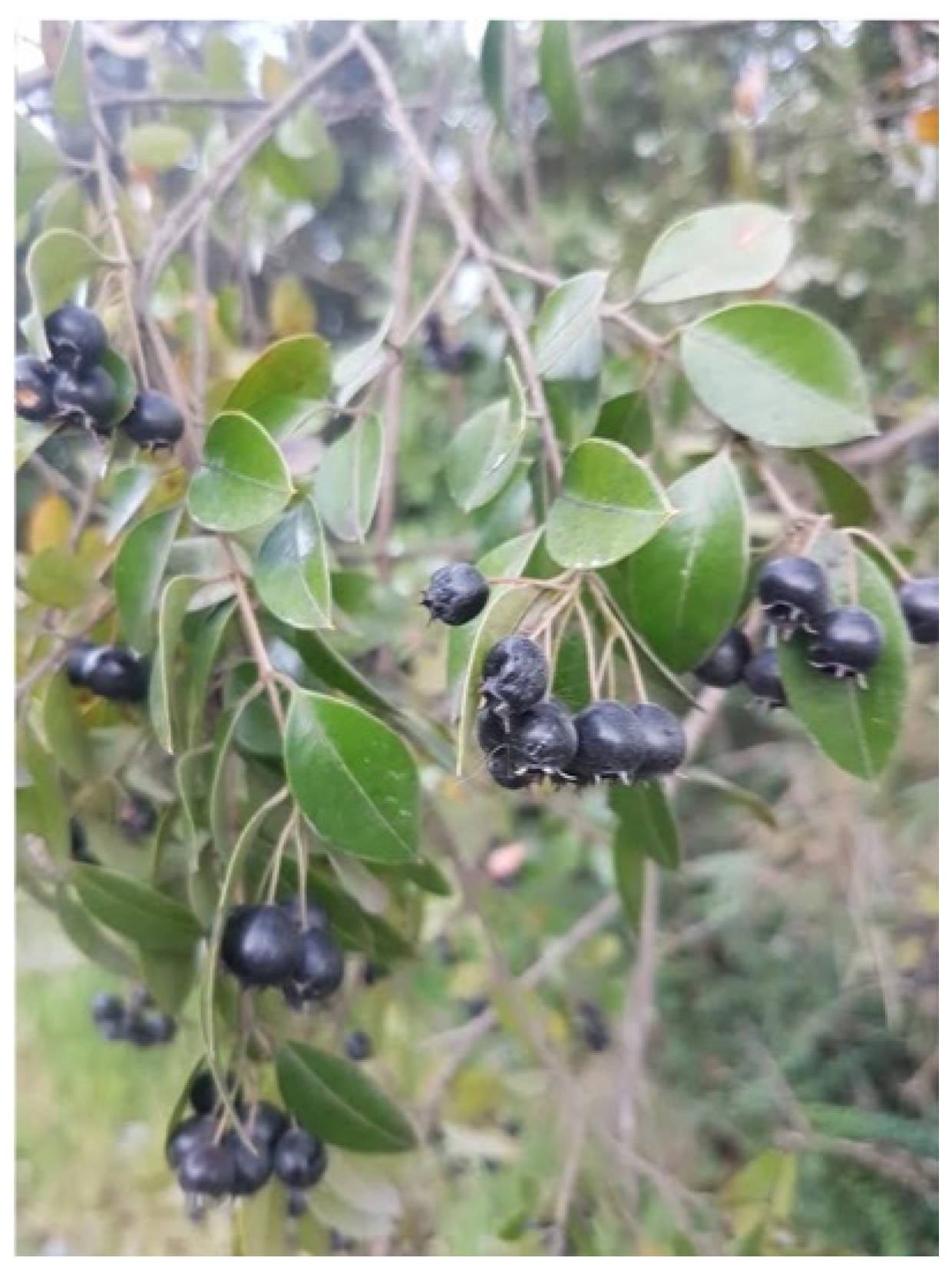 Sustainability 16 09460 g001