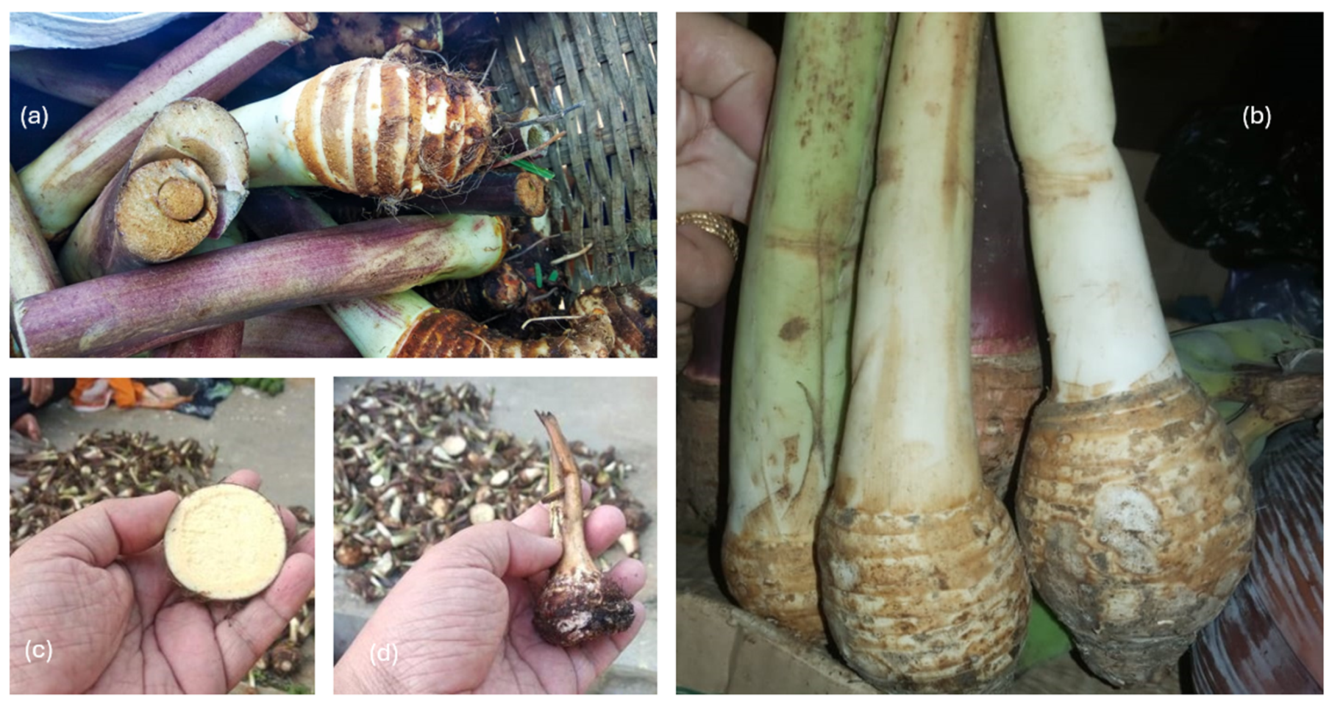 Sustainability 16 09824 g006