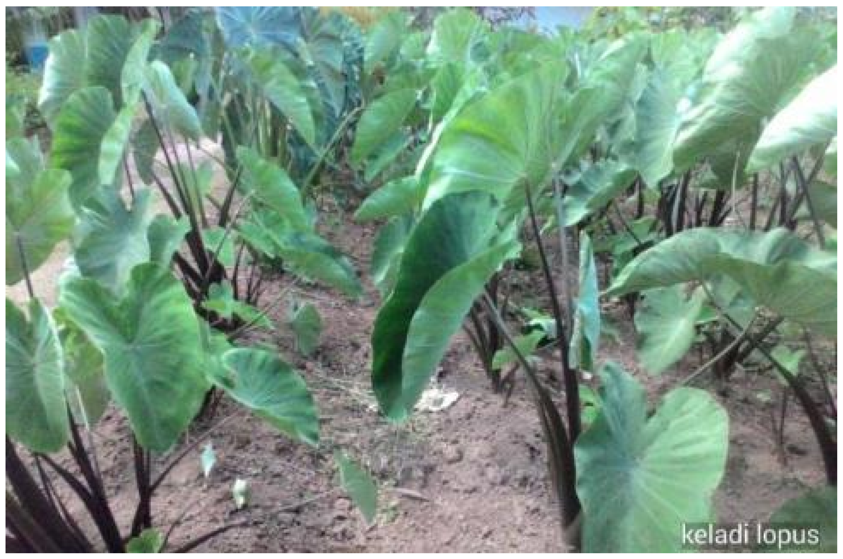 Sustainability 16 09824 g007