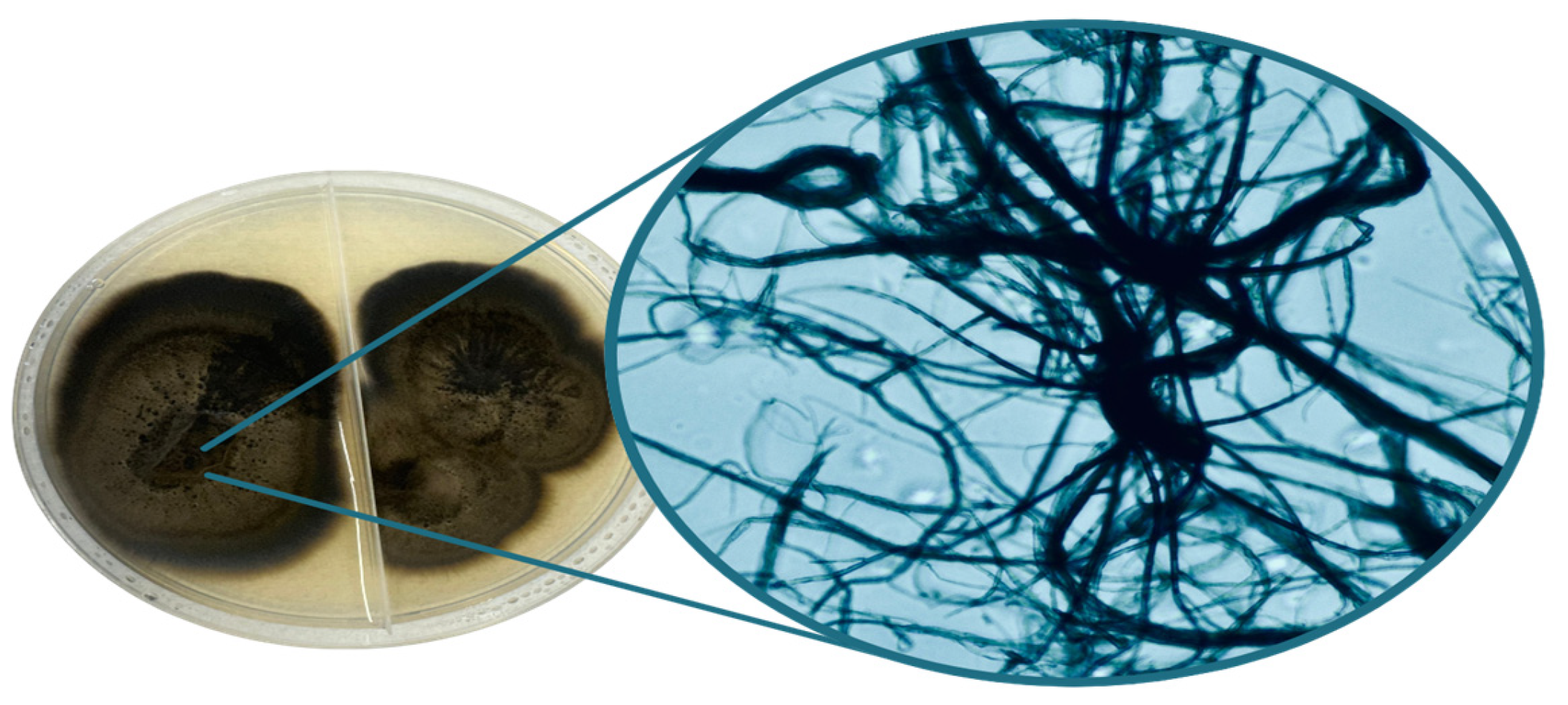 Sustainability 16 09897 g004